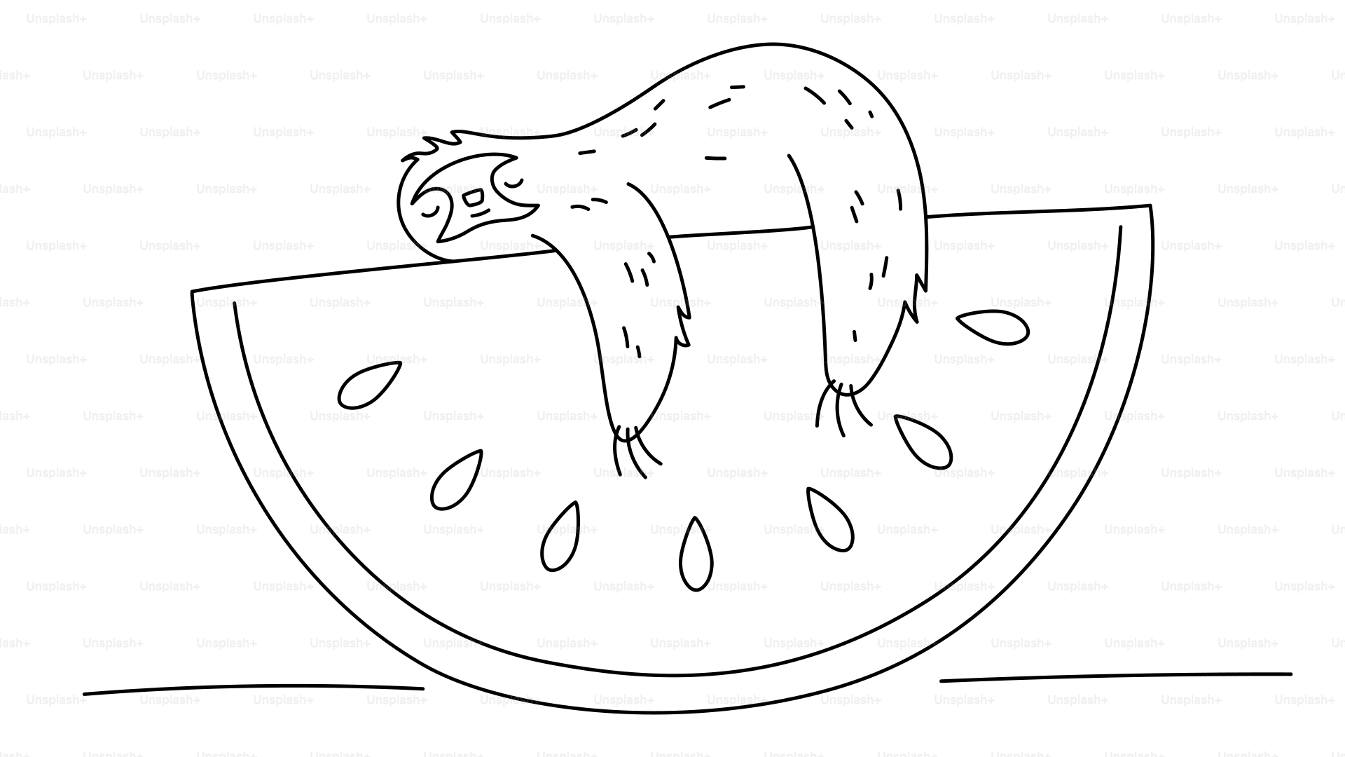 Un bradipo dorme su una fetta di anguria