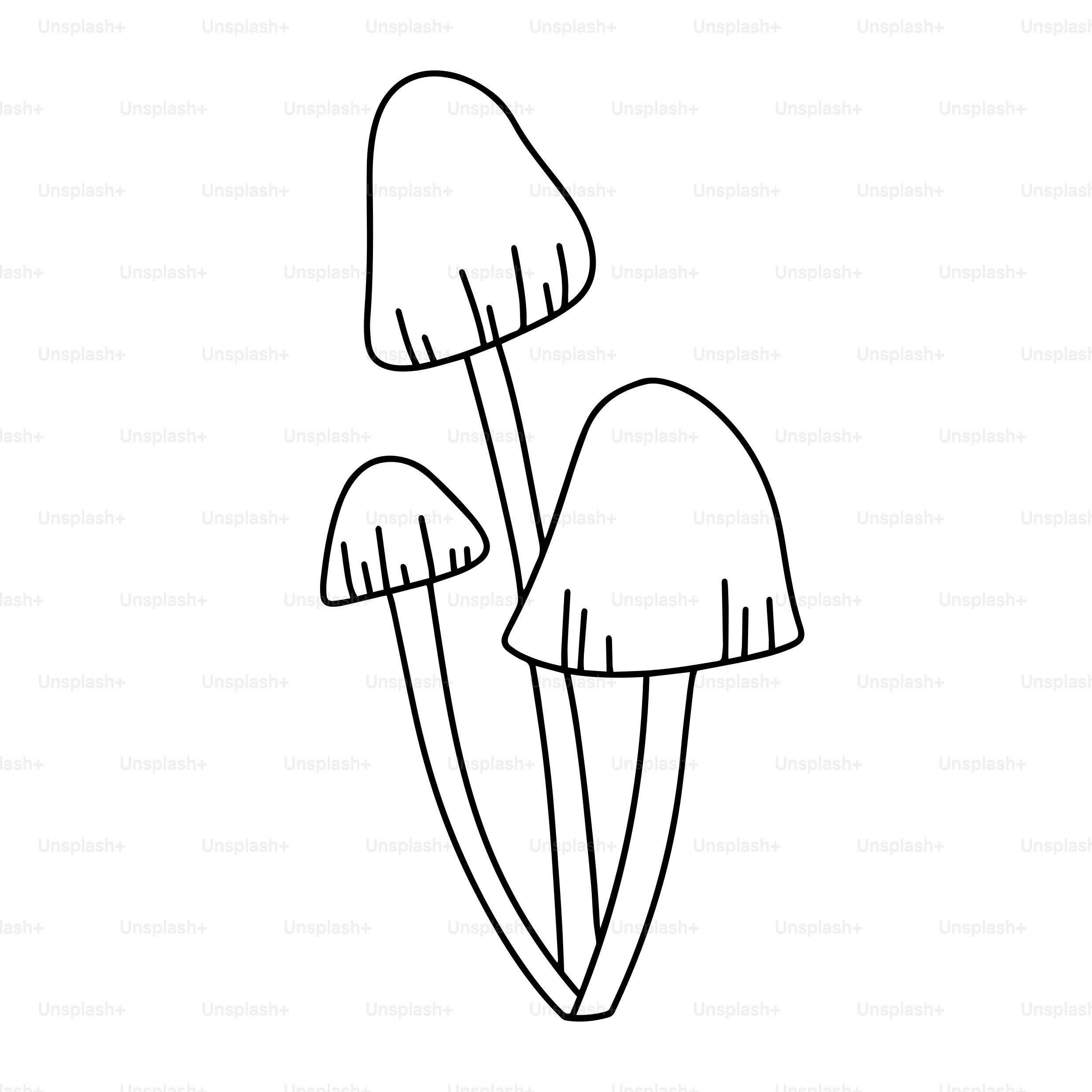 Three mushrooms drawn in a simple outline style.