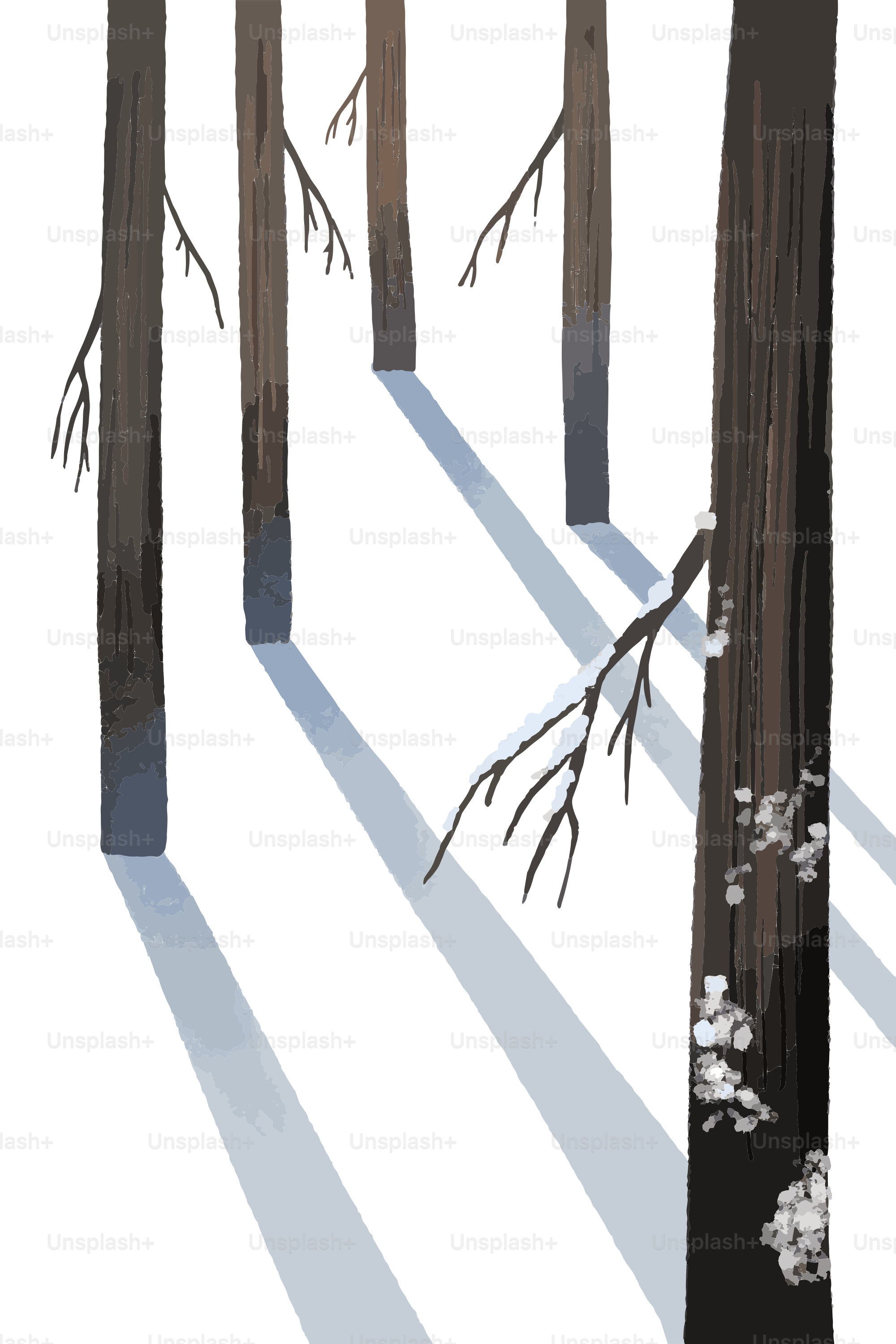 Bare trees casting long shadows on snow