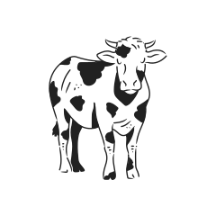 A black and white spotted cow standing