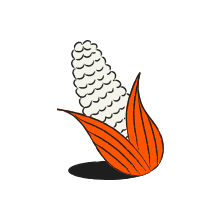 A white ear of corn with orange husks.