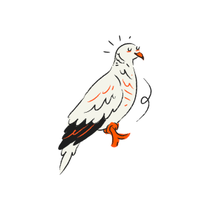 A white bird with orange feet and black tail feathers.