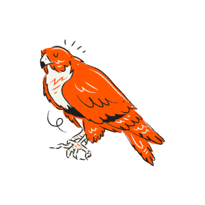 An orange bird with black markings stands on its feet.