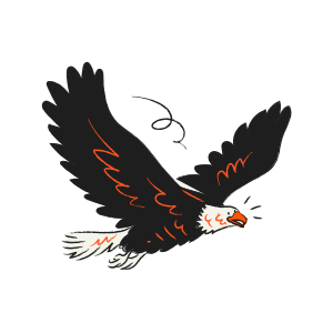 A bald eagle with outstretched wings in flight