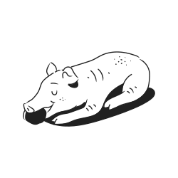 A white pig rests with its head down.