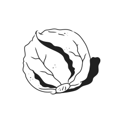 A black and white drawing of a cabbage