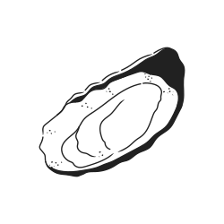 An open oyster on a white background