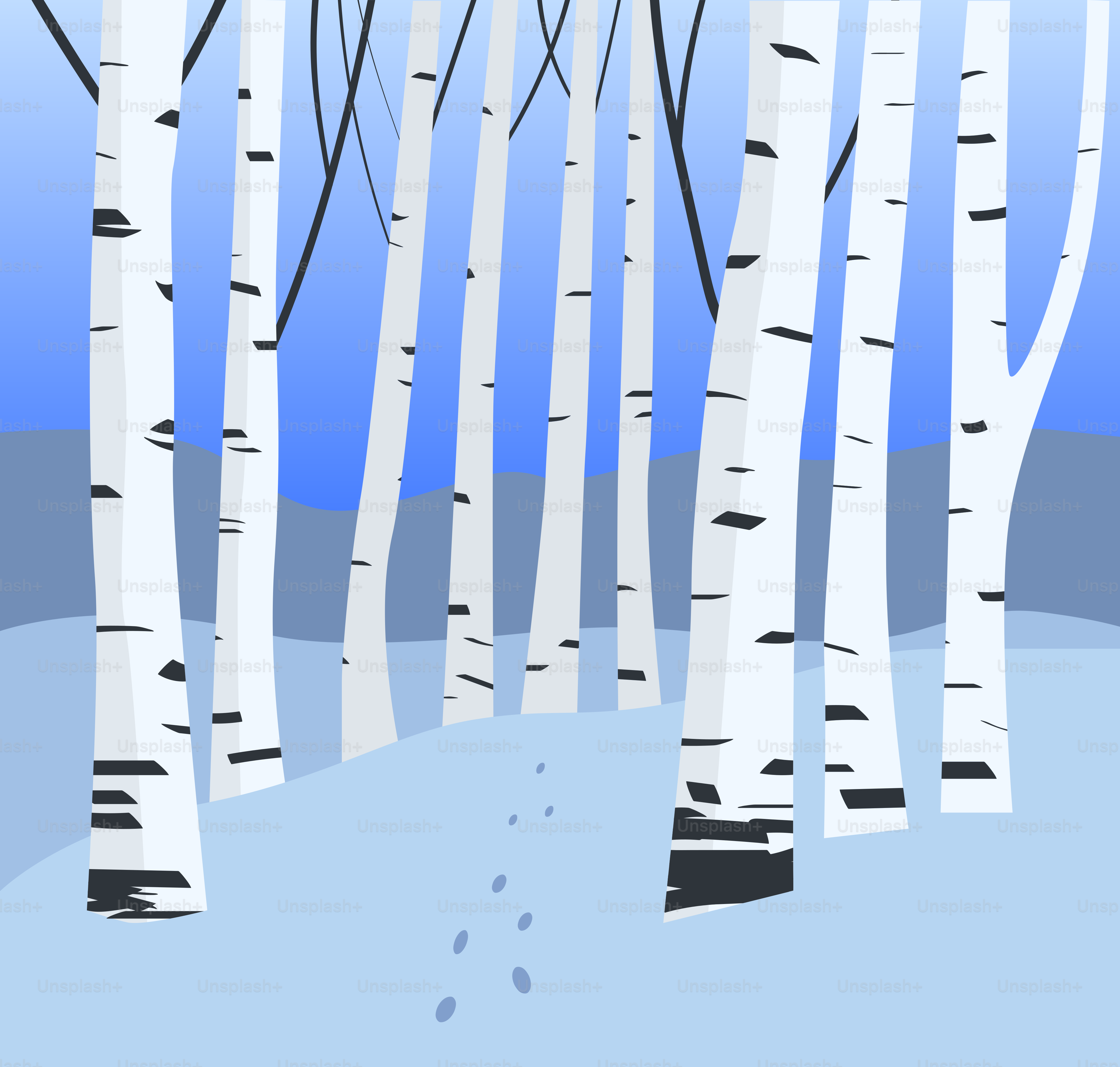 Birch trees in a snowy forest with footprints