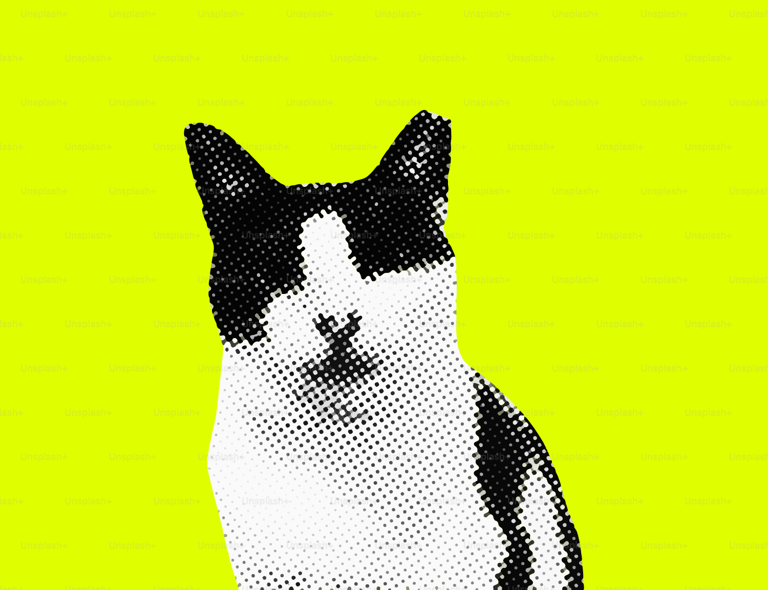 Black and white cat on yellow background