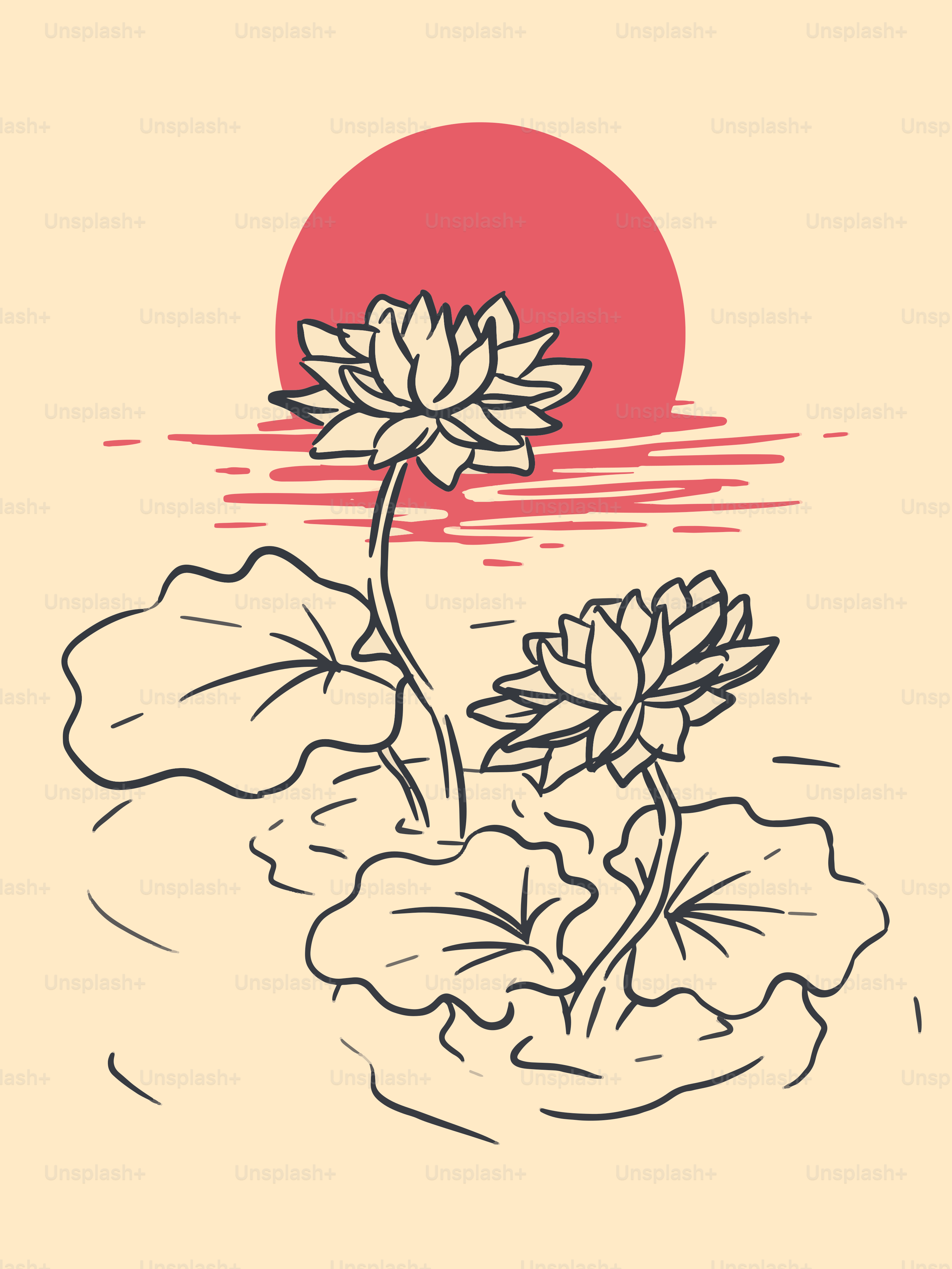 Two lotus flowers bloom at sunset