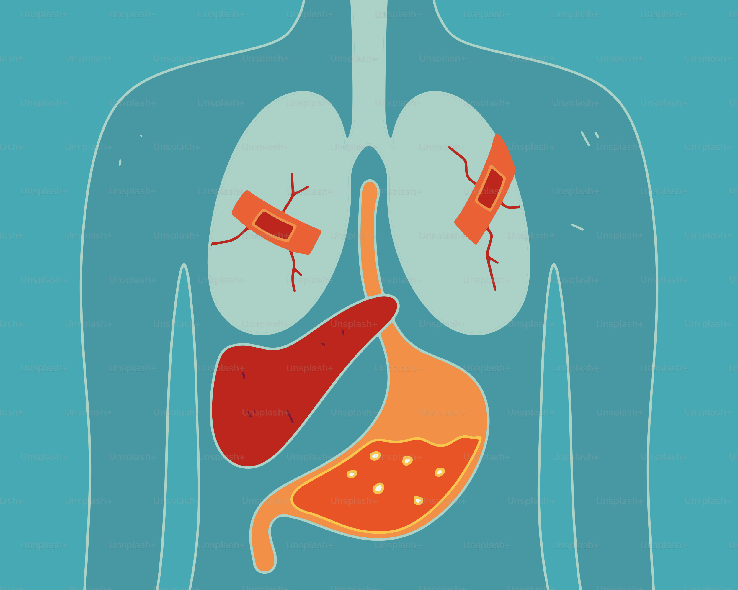 Human torso with lungs and stomach