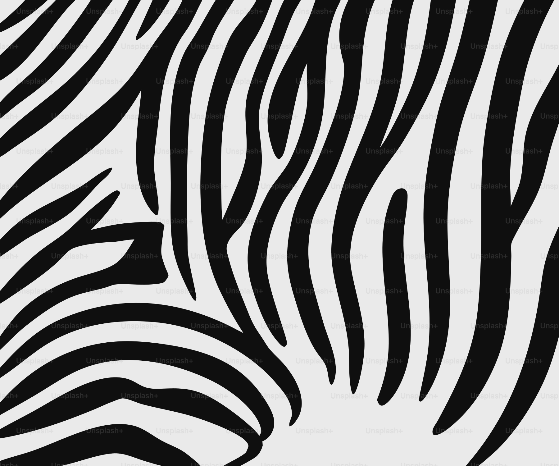 Close-up of black and white zebra stripes