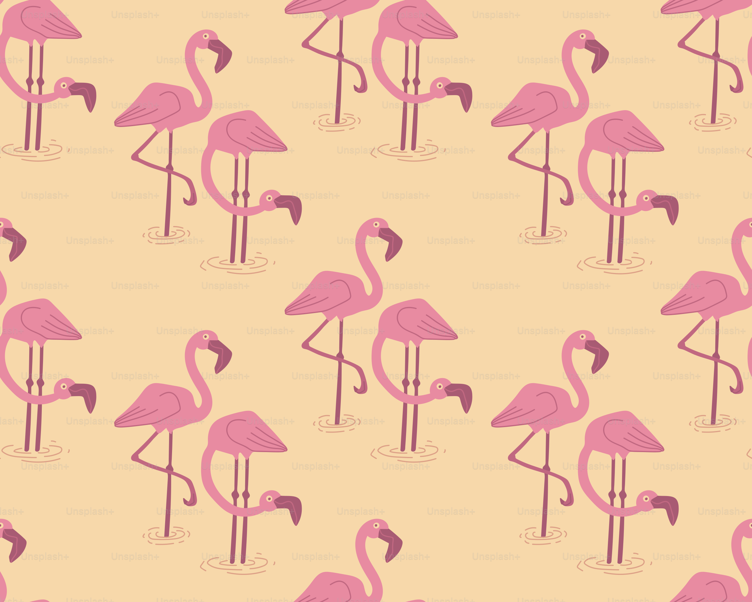 Pink flamingos standing in shallow water