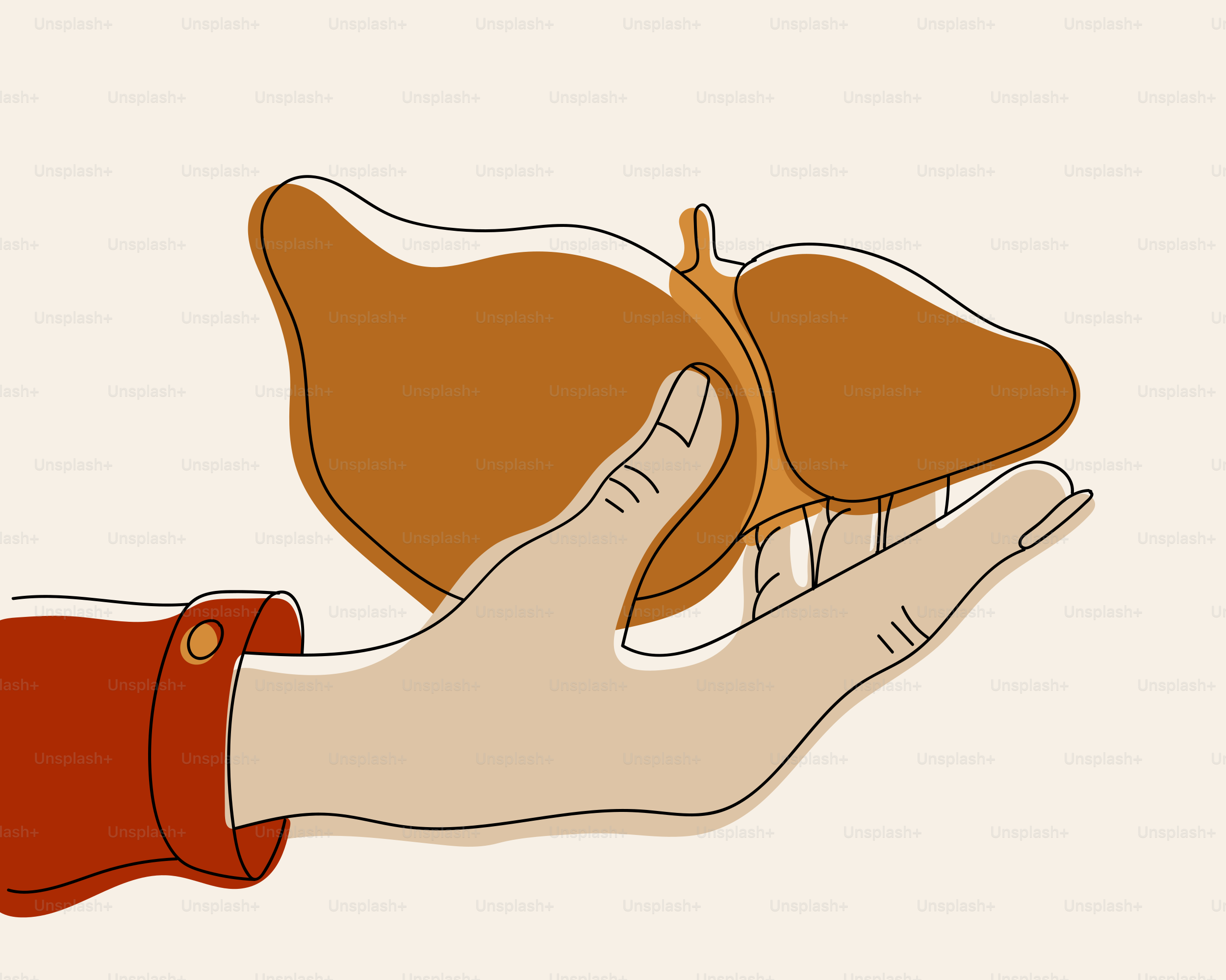Hand holding a stylized liver illustration