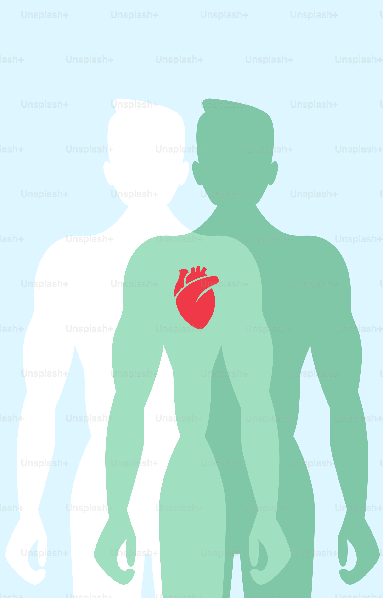 삽화가 그려진 해부학적 심장이 표시됩니다. 벡터 – Unsplash의 무료 그림 이미지, image size:3000x4687