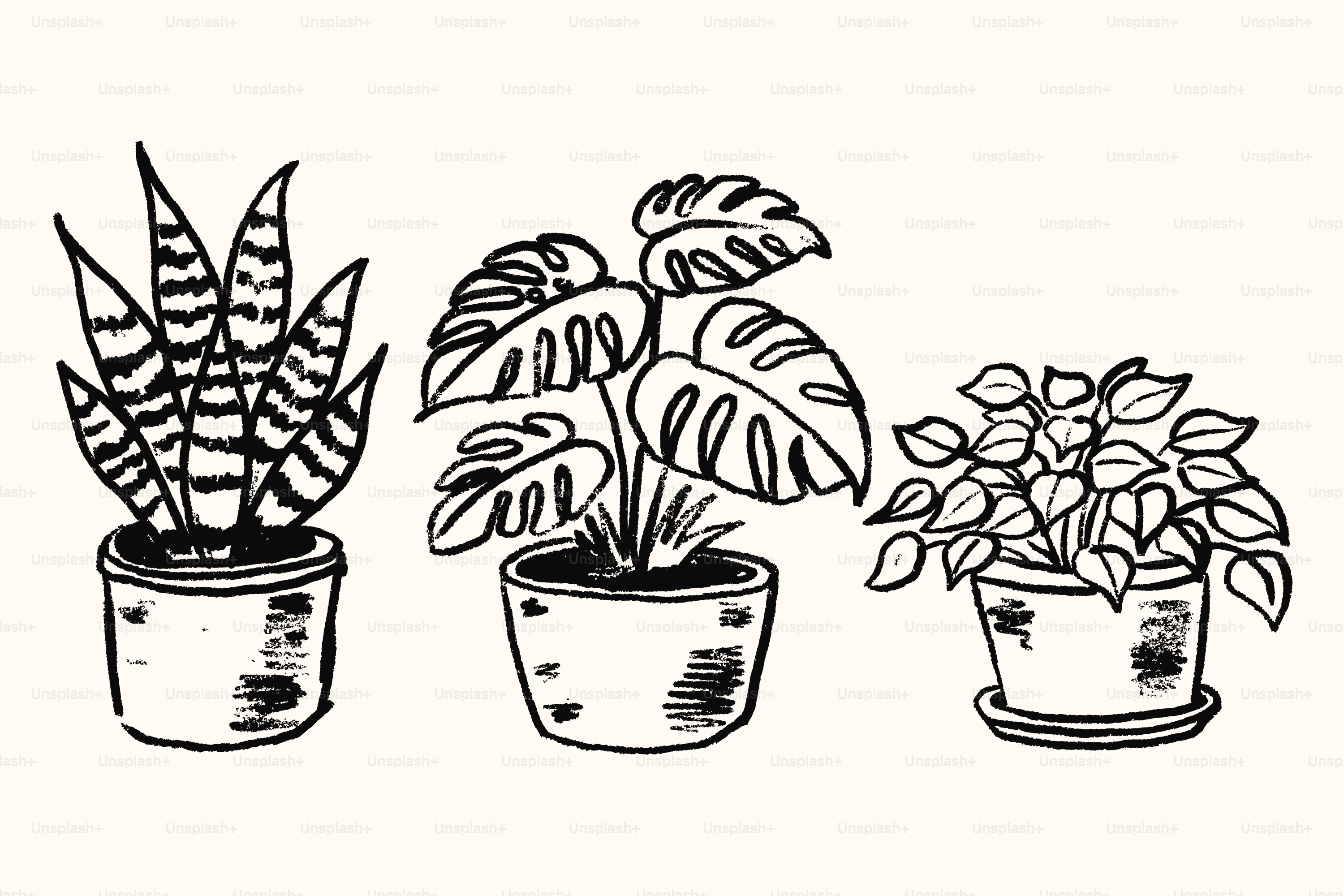 Three potted houseplants with distinct leaf patterns.