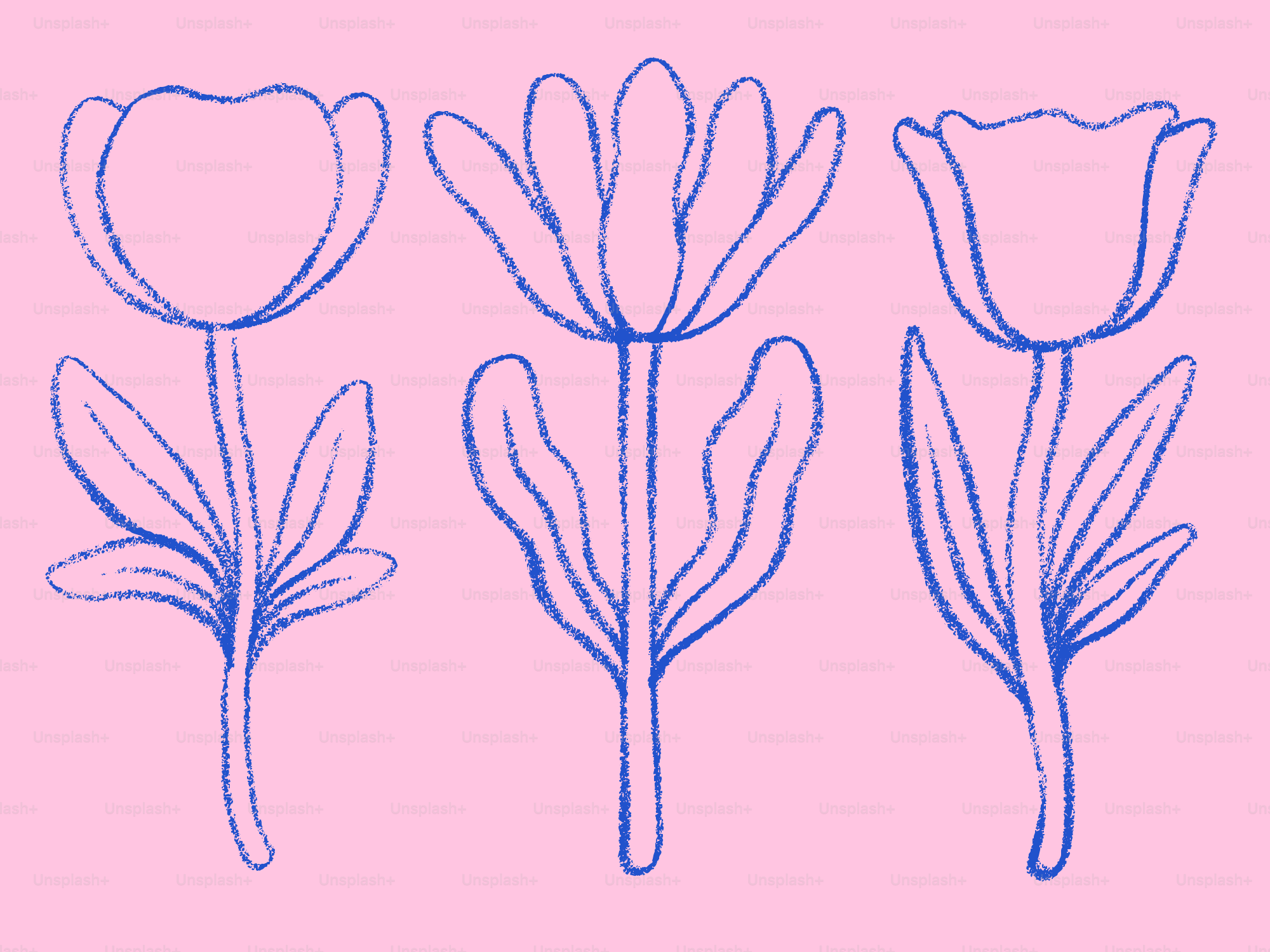 Three blue outlined tulips on pink background