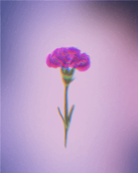A single pink carnation flower on a stem.