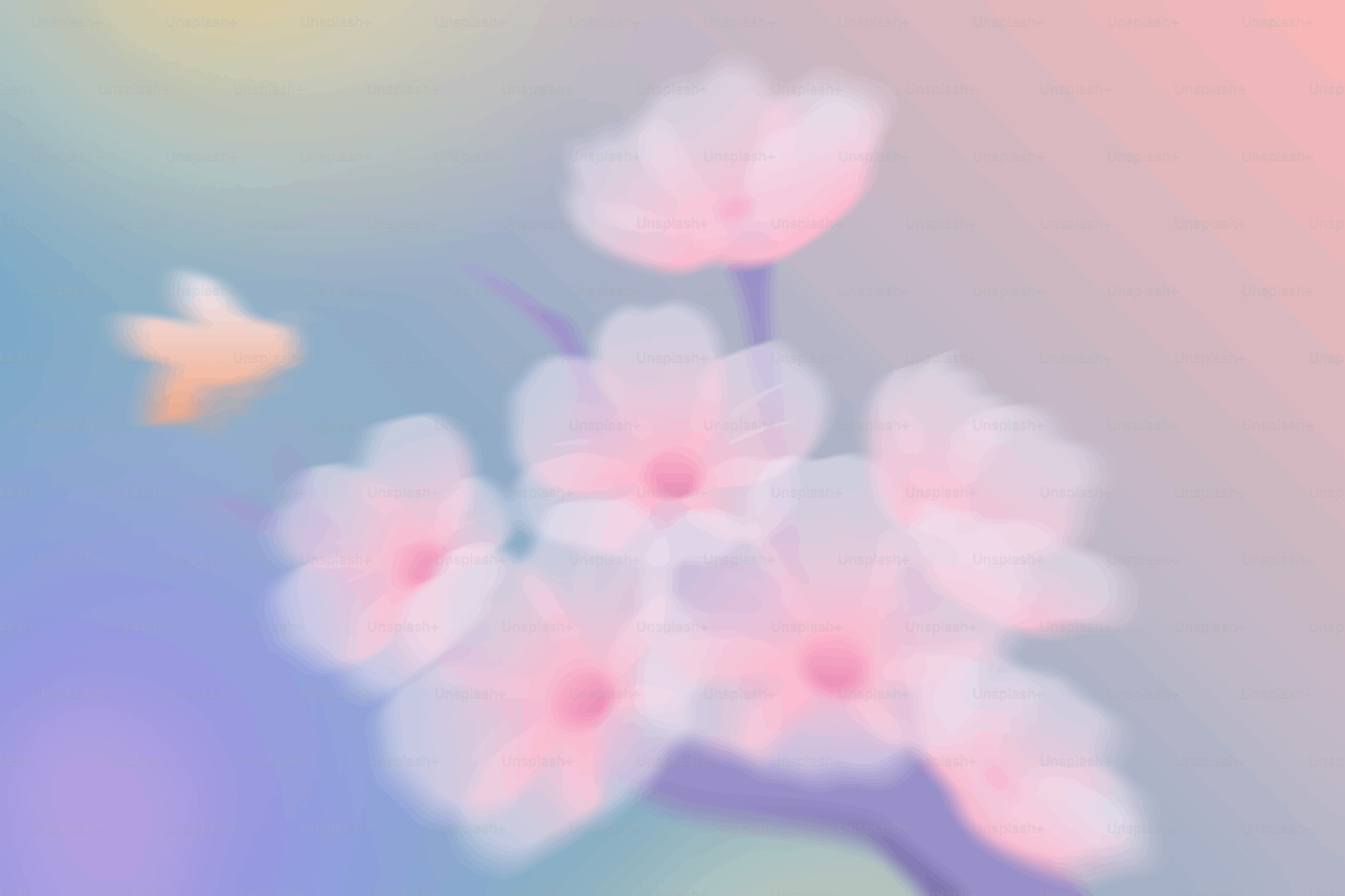 Soft focus cherry blossoms on a pastel gradient background.