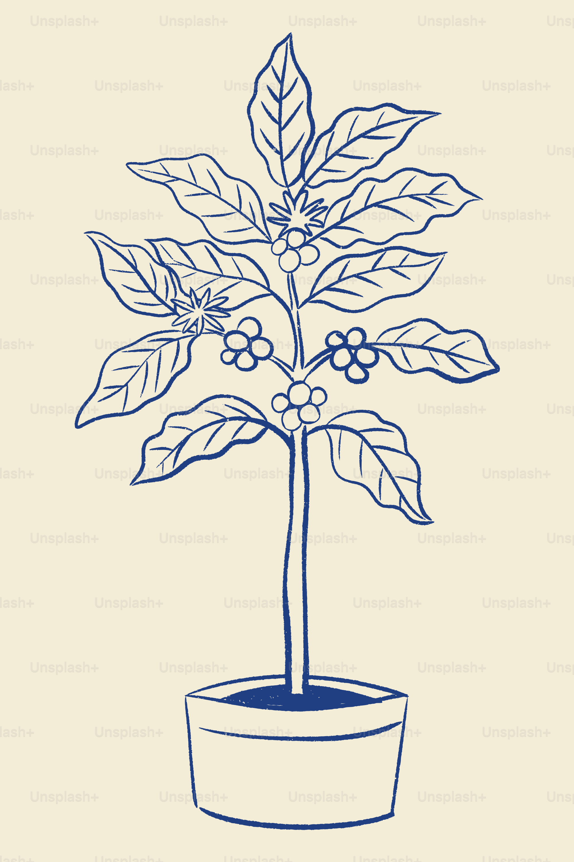 A potted coffee plant with leaves and berries.