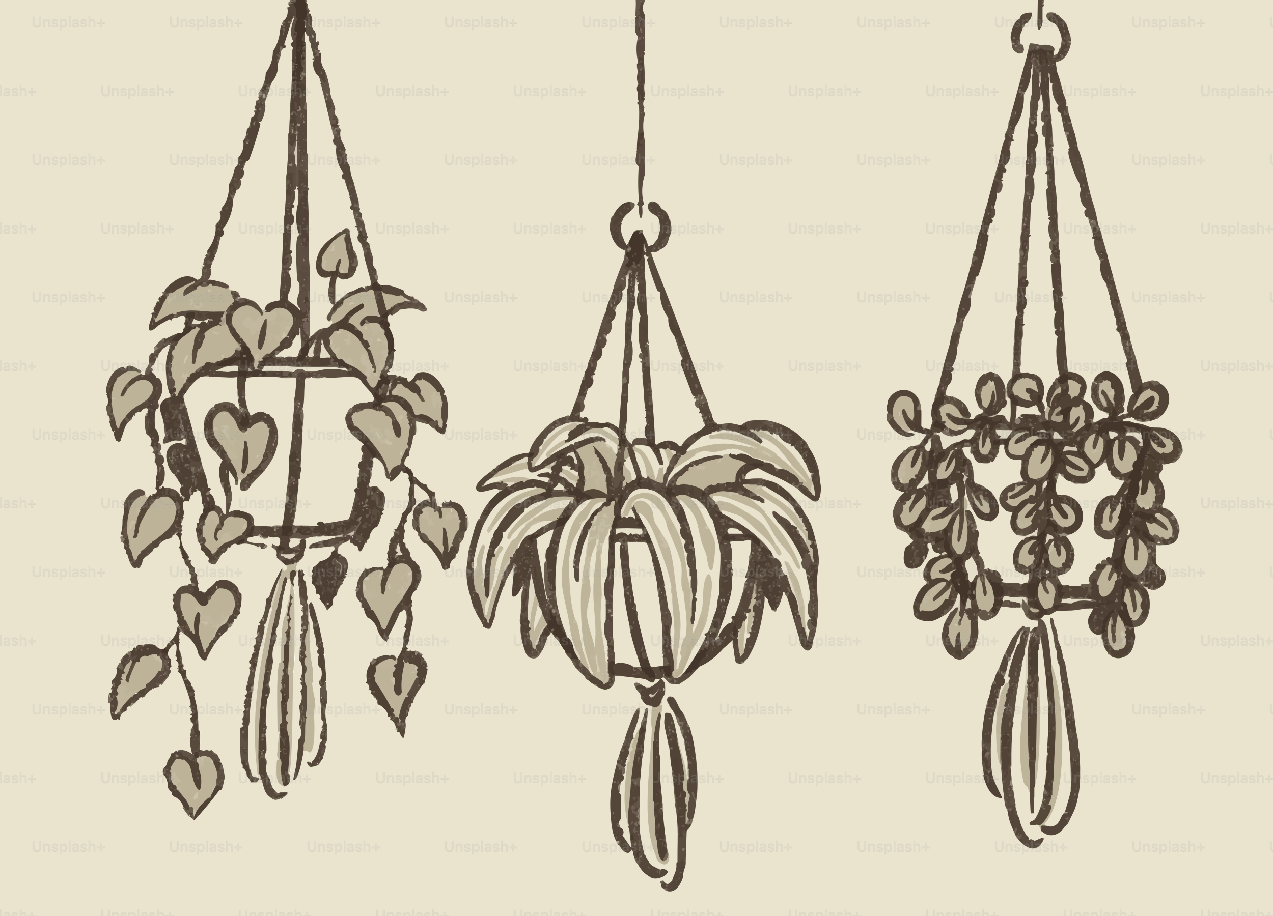 Three potted plants hanging with macrame hangers