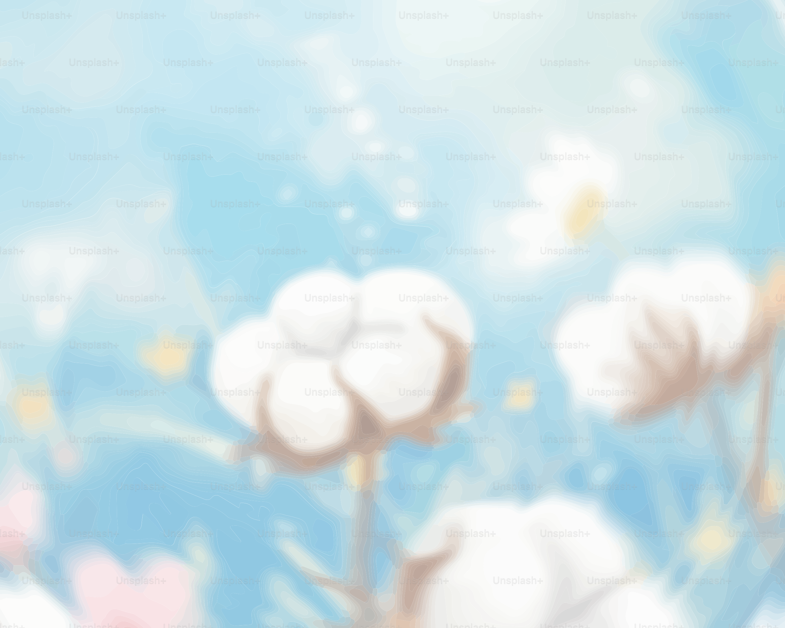 Soft cotton flowers against a bright blue sky.