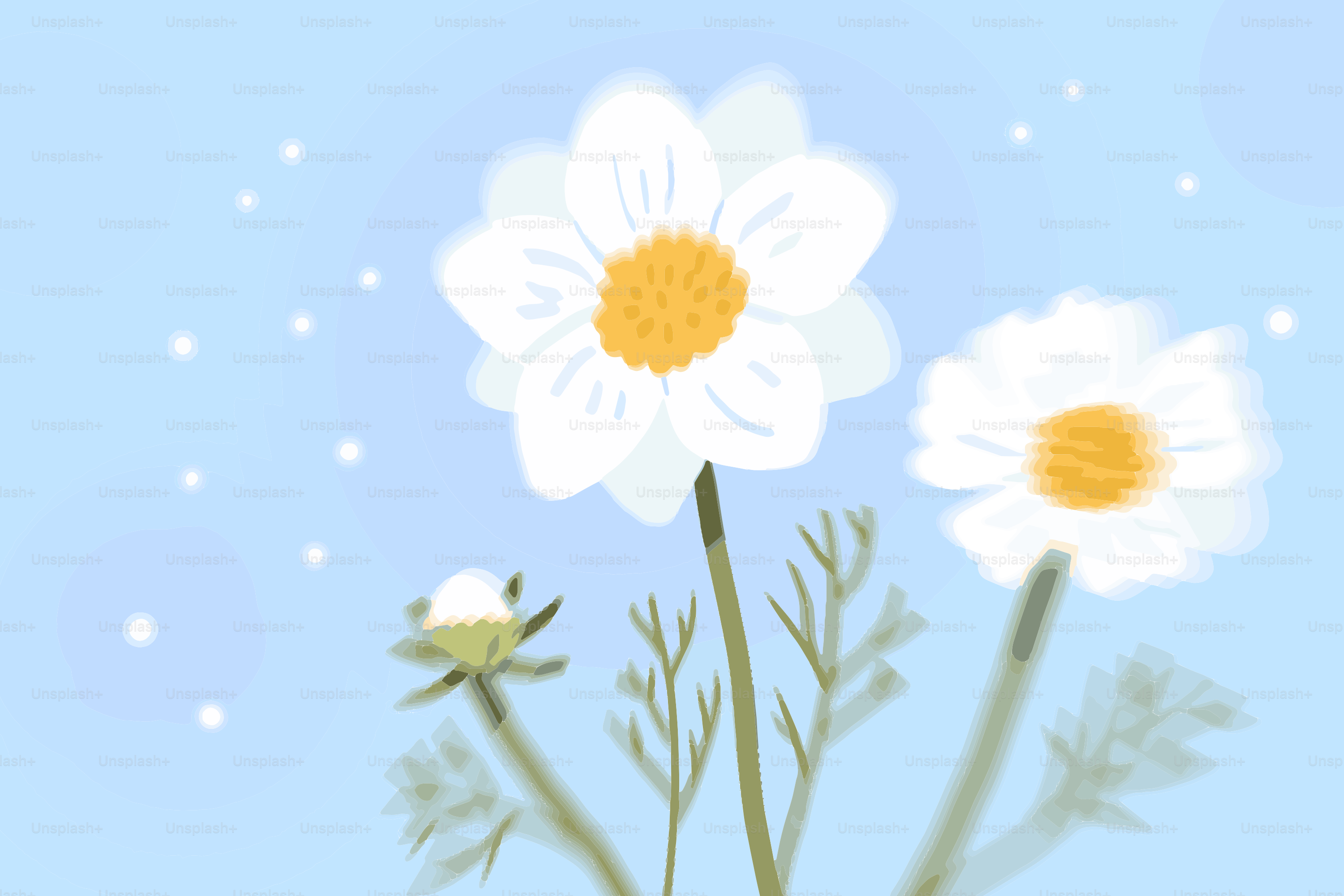 Las margaritas blancas florecen contra un cielo azul suave.