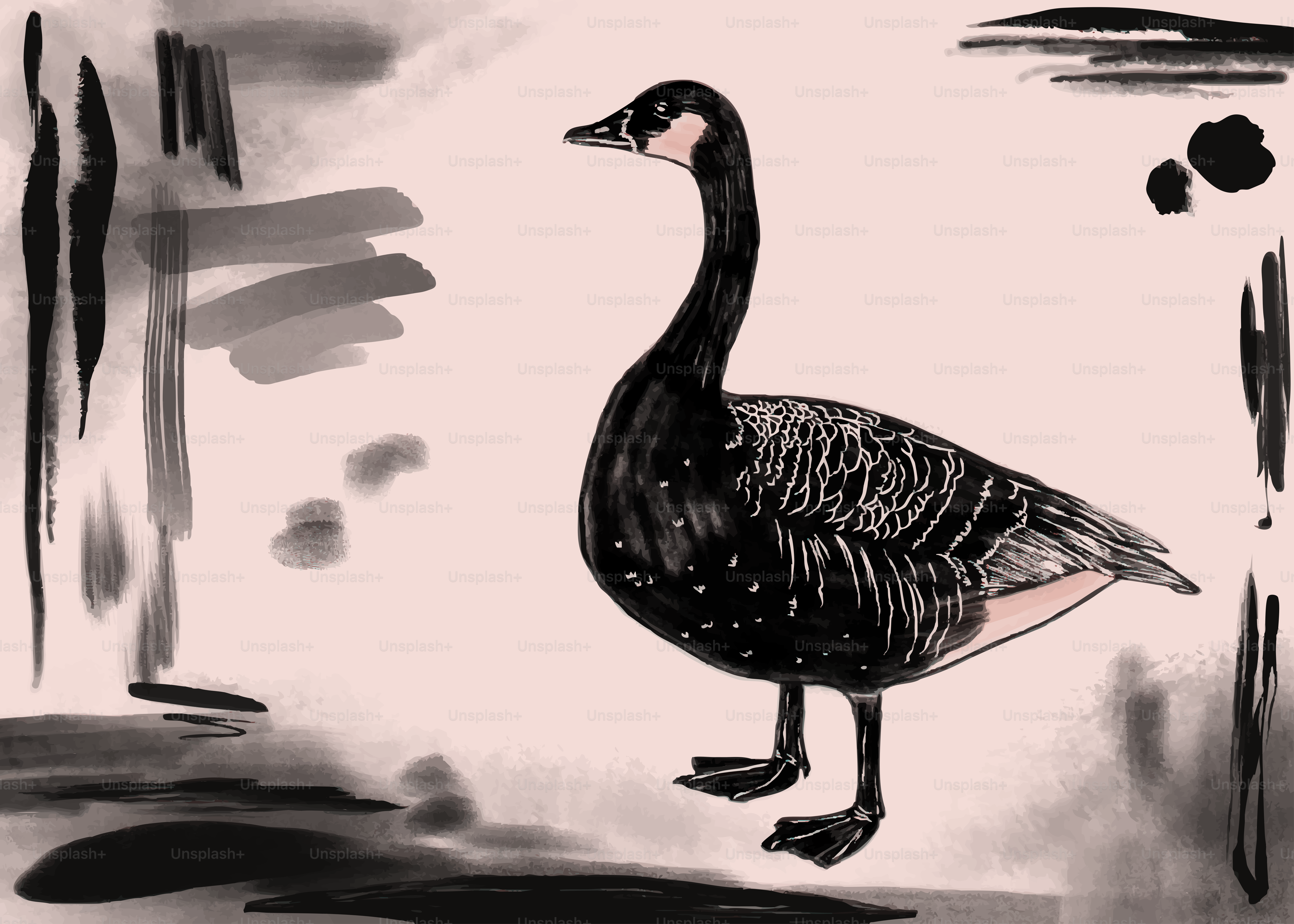 A black goose stands on a light pink background.