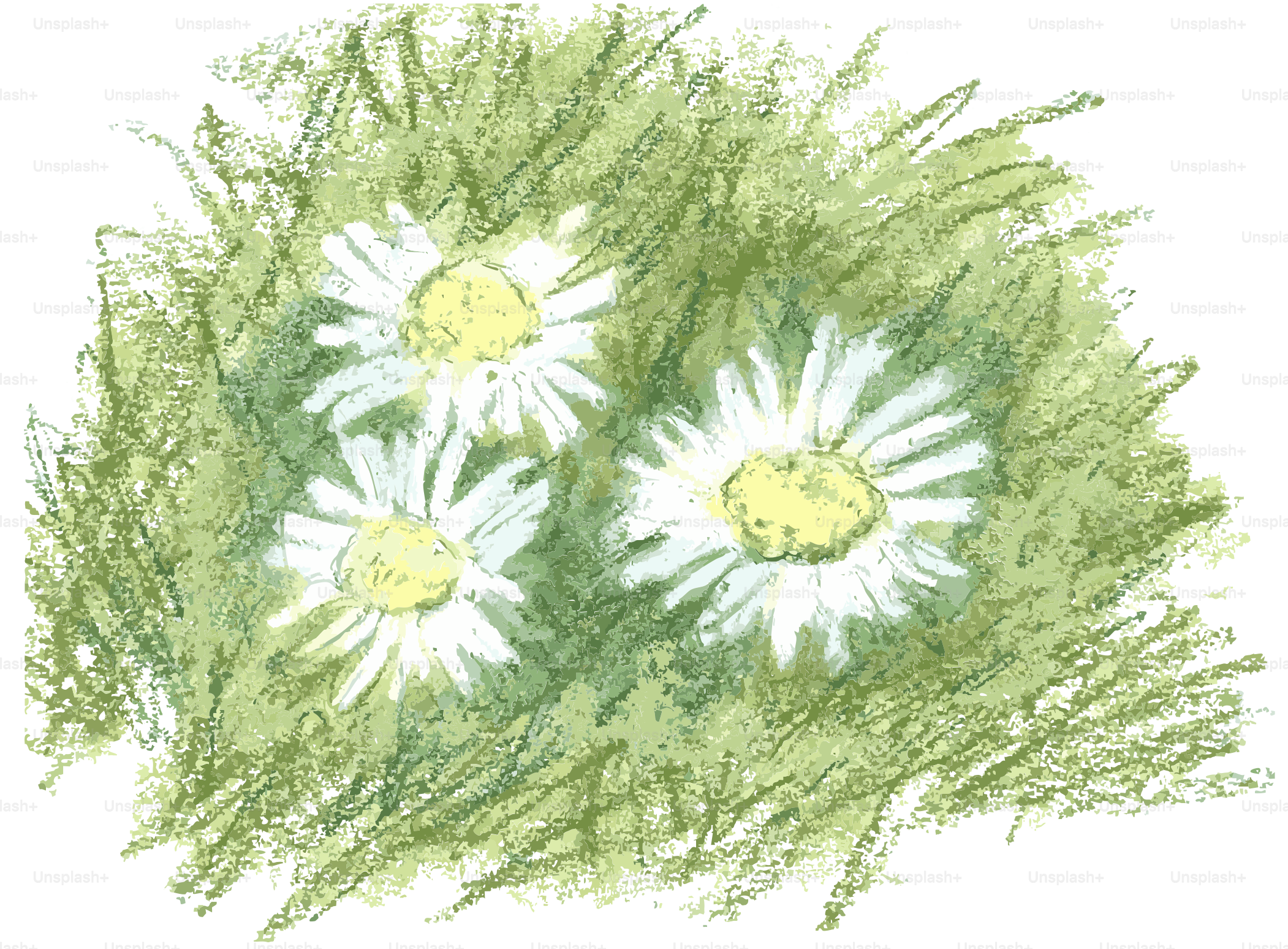Three white daisies in green grass