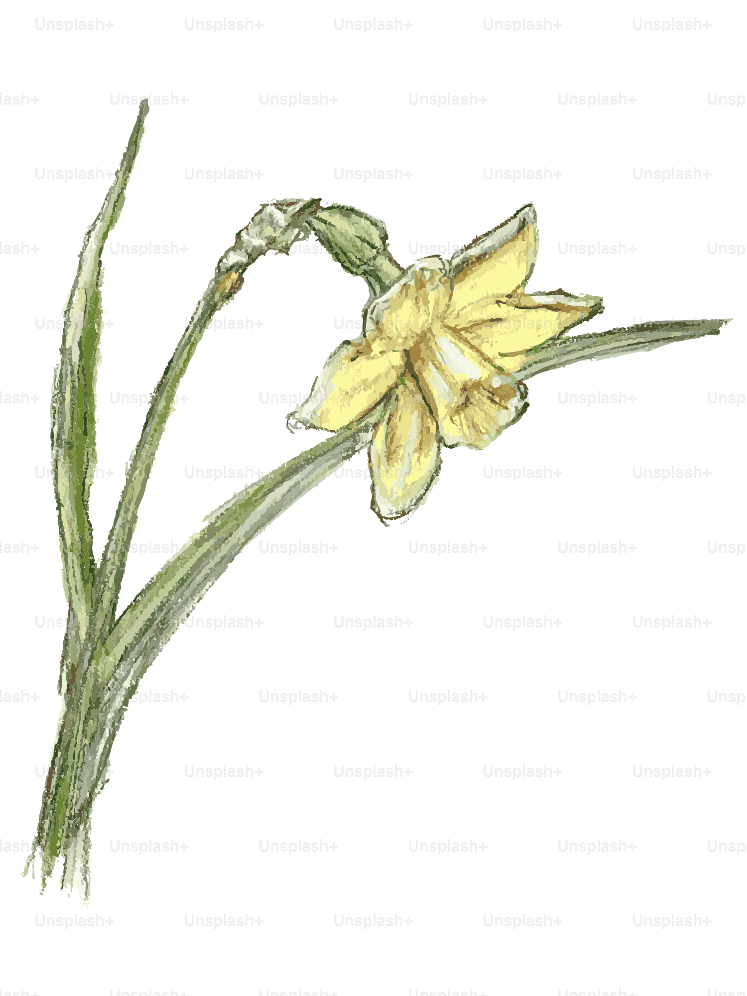 A delicate yellow daffodil flower on a stem.