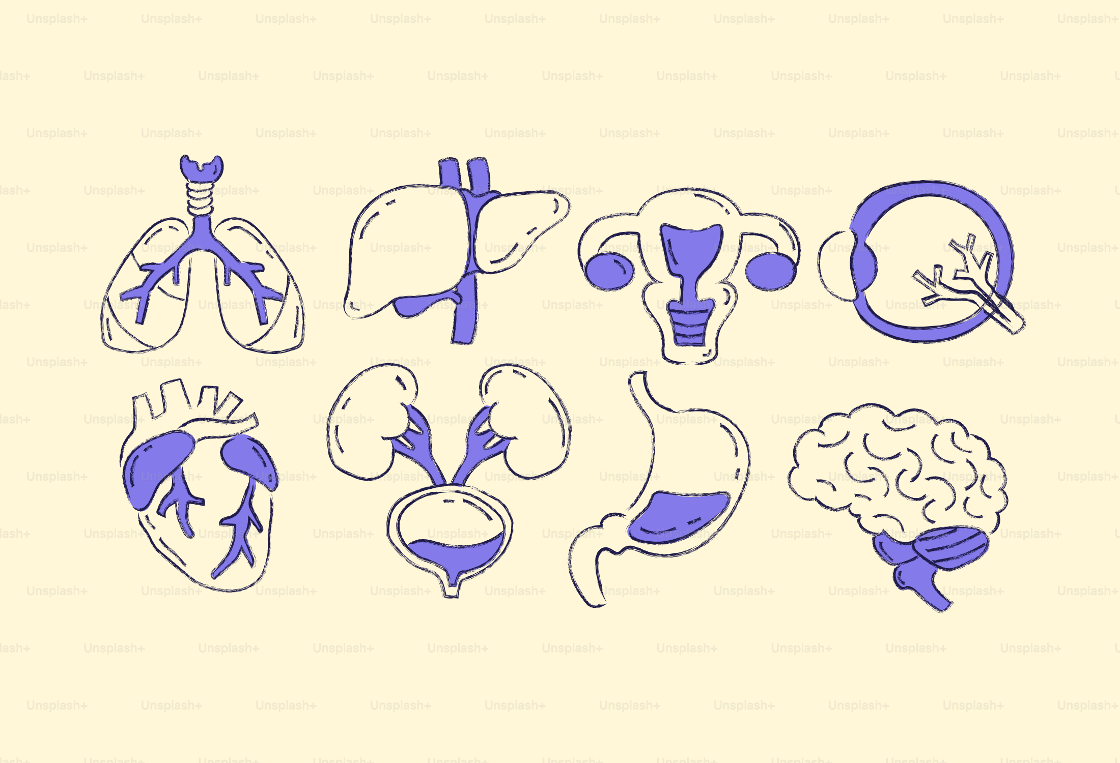 Collection of stylized human organ illustrations on a cream background.