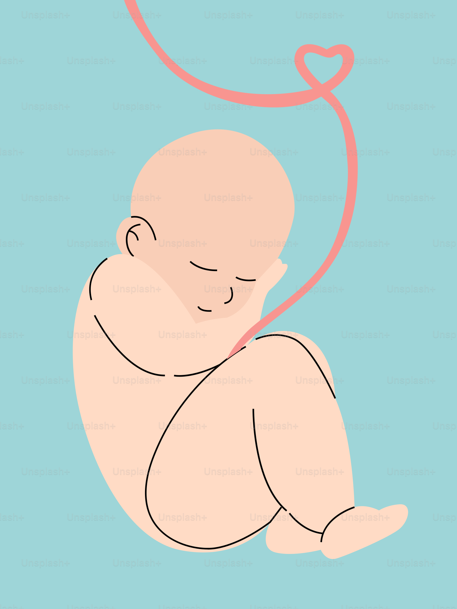Fetus curled up with umbilical cord in womb.
