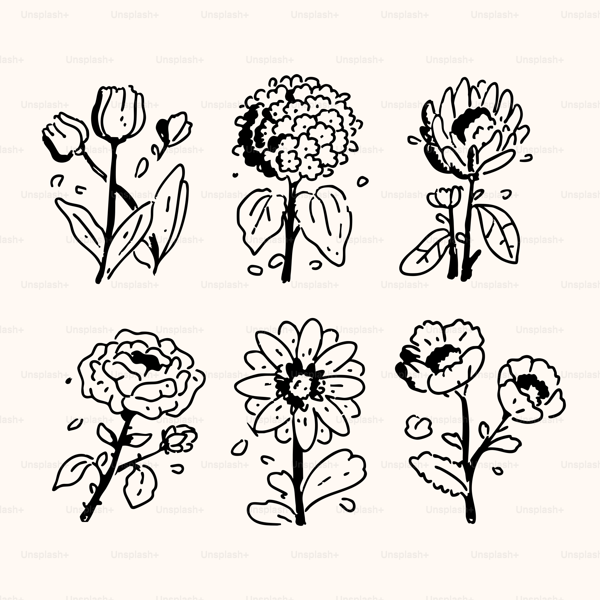 Six delicate line drawings of various flowers.