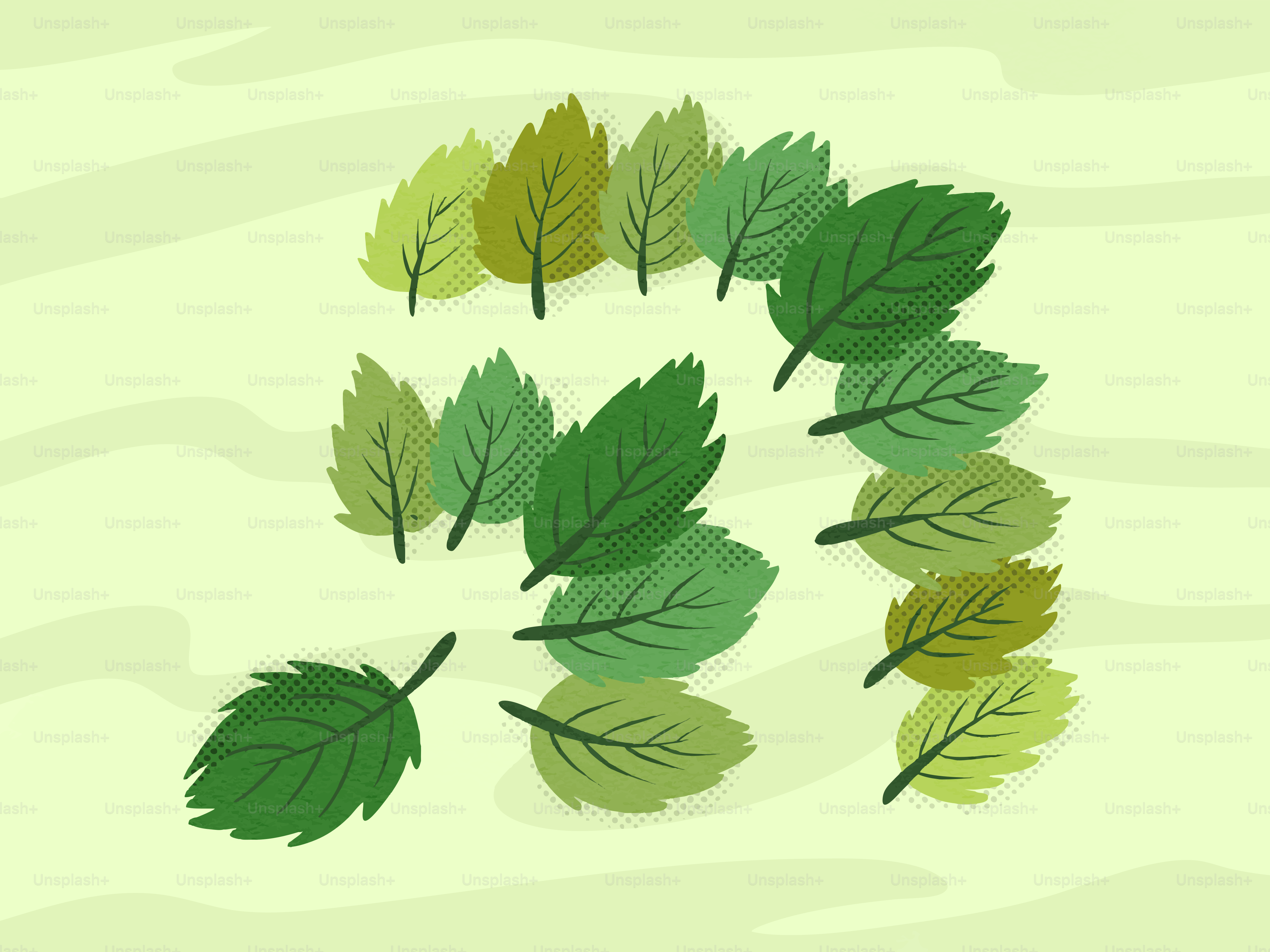 A collection of green leaves arranged in a spiral pattern.