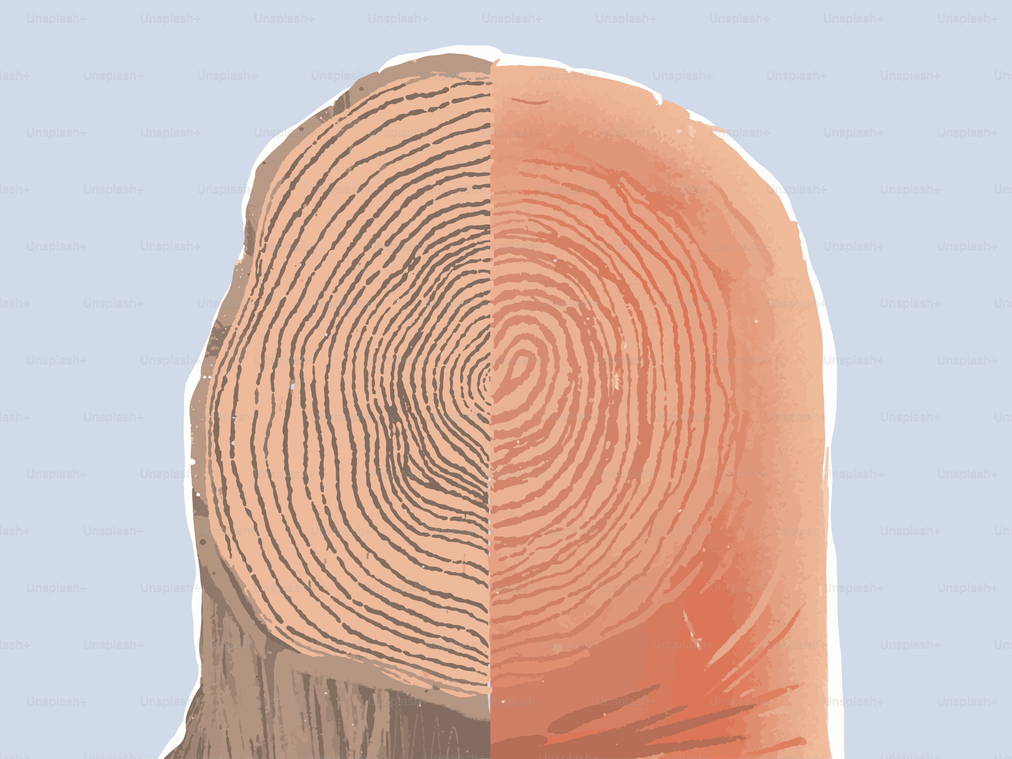 Cross-section of a tree trunk showing rings and bark.