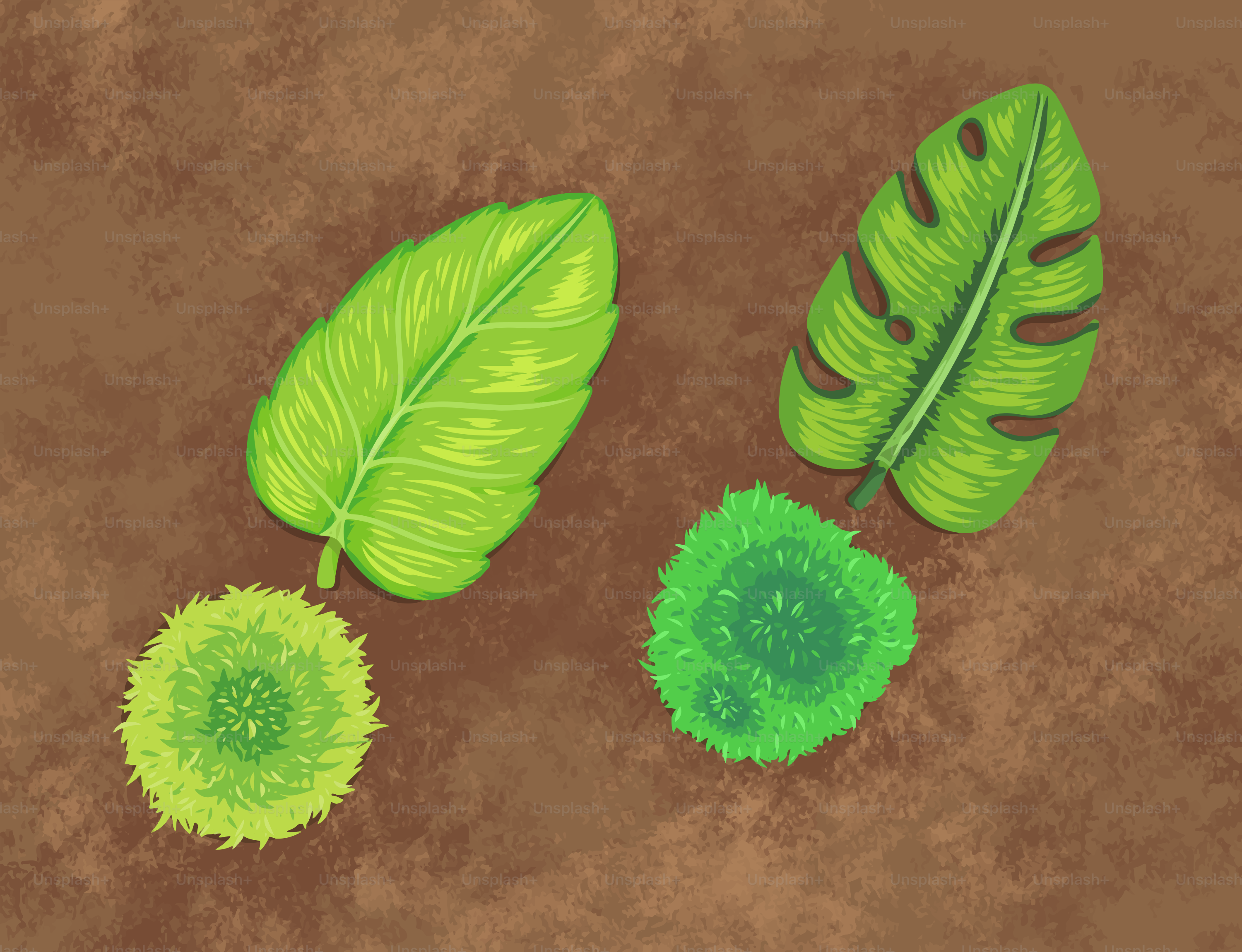 Dos hojas verdes con esferas verdes esponjosas debajo