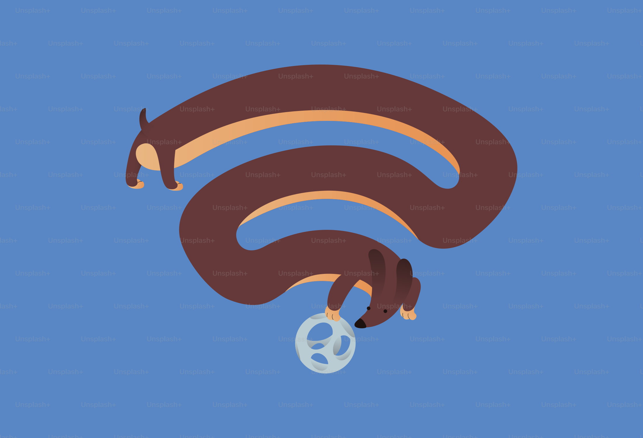 A long dachshund dog playing with a ball