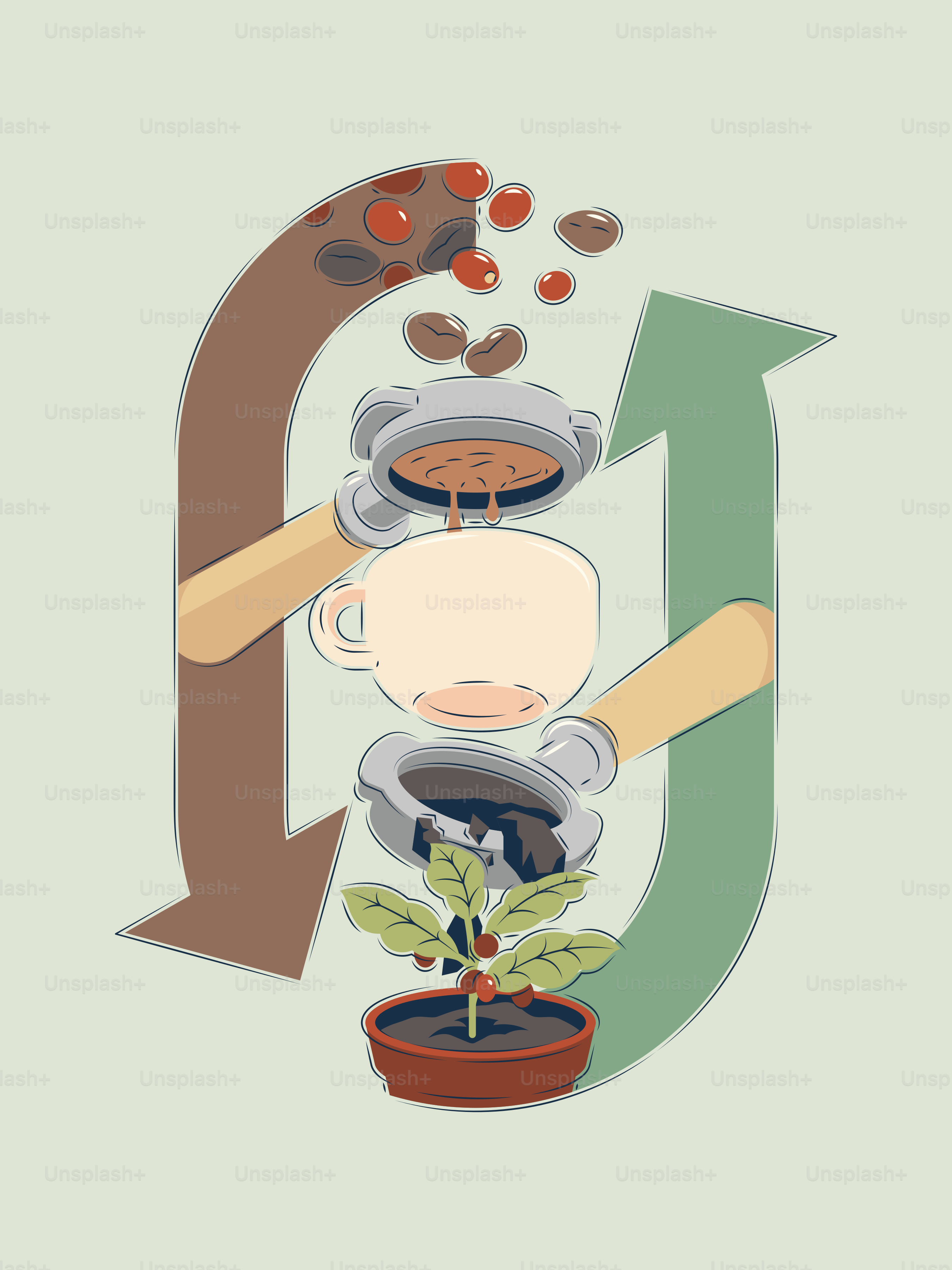 Illustration von Kaffeepflanze zum Espressotassenzyklus