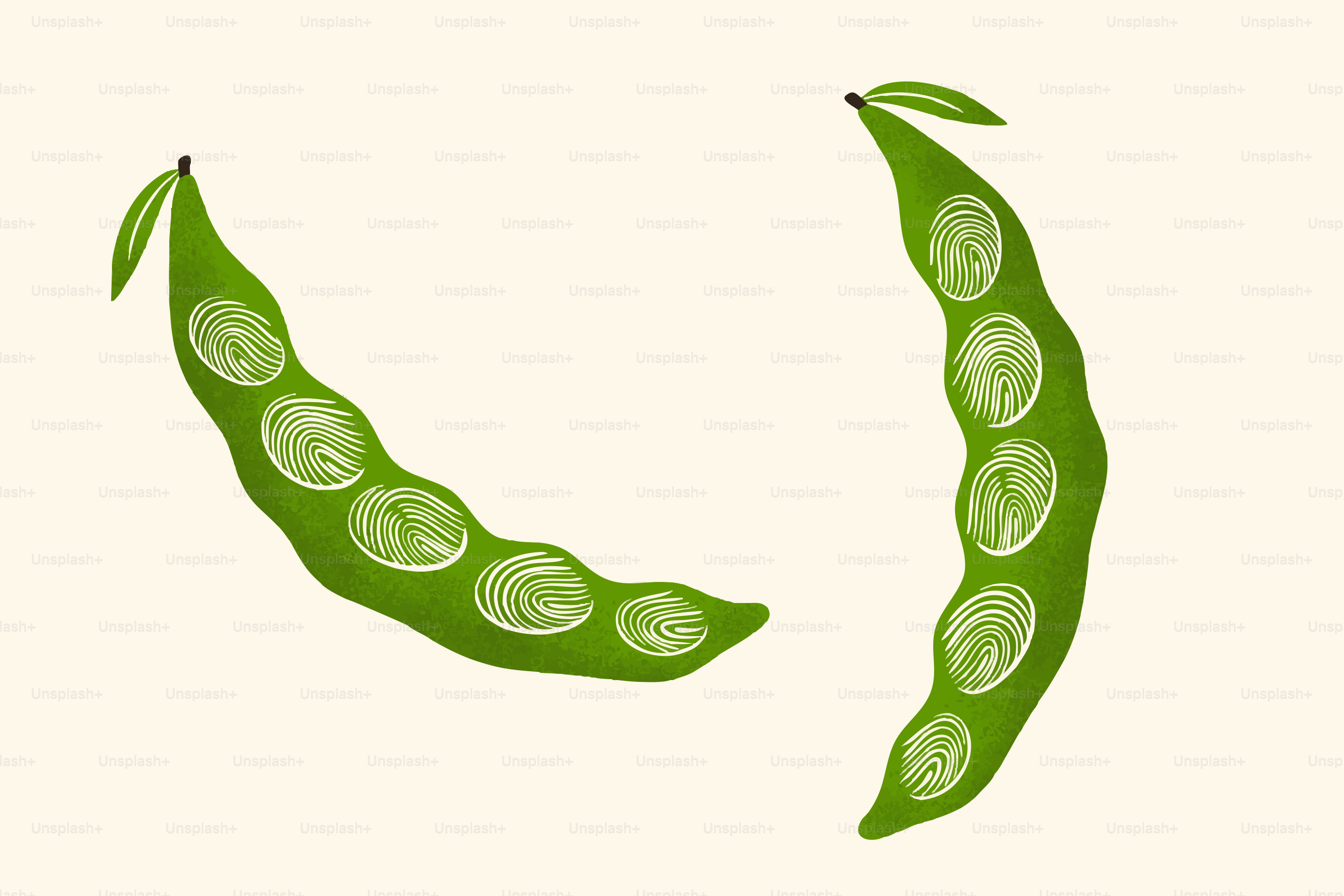 Zwei grüne Bohnenschoten mit weißen Bohnen