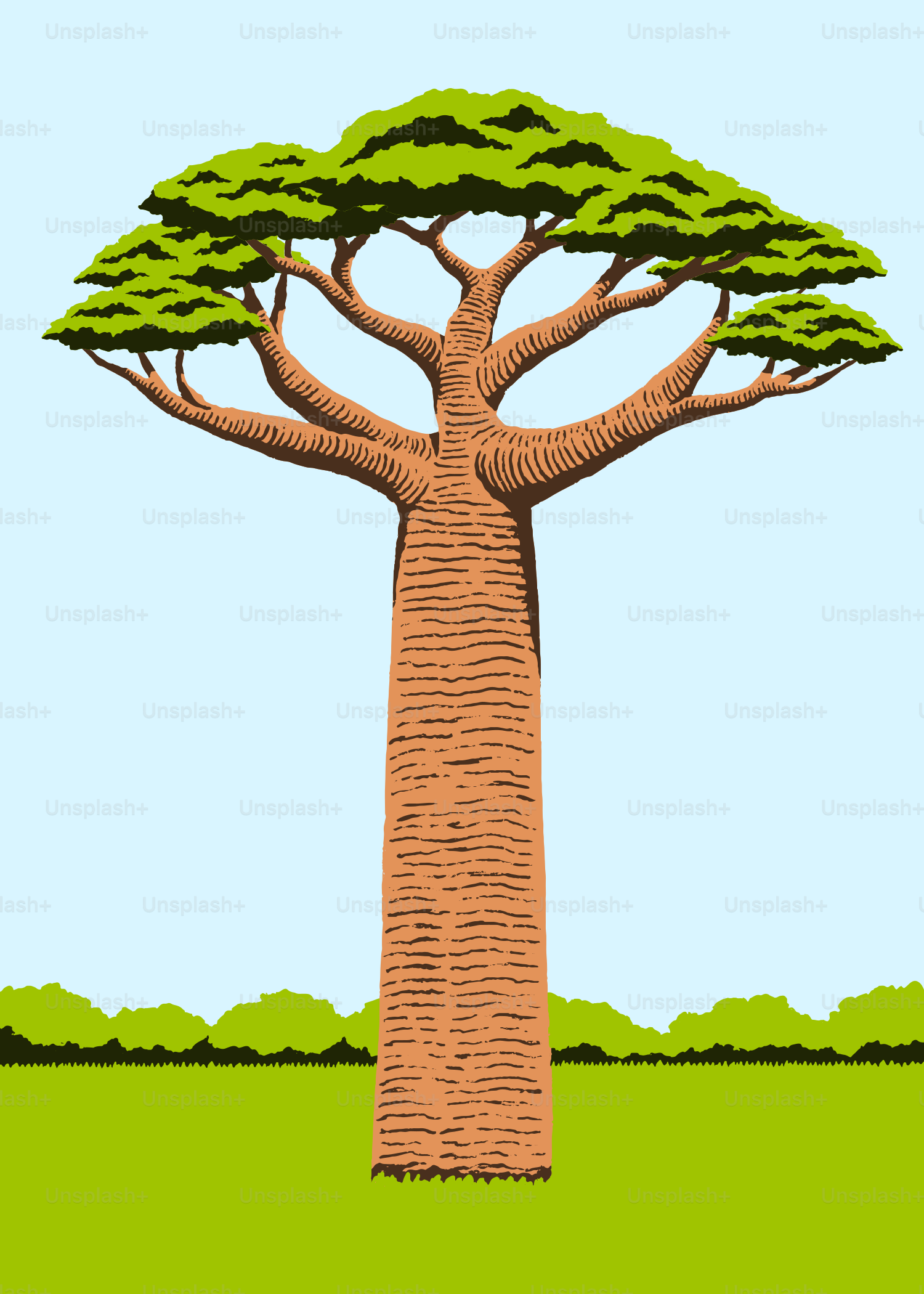 A tall baobab tree stands in a grassy field.