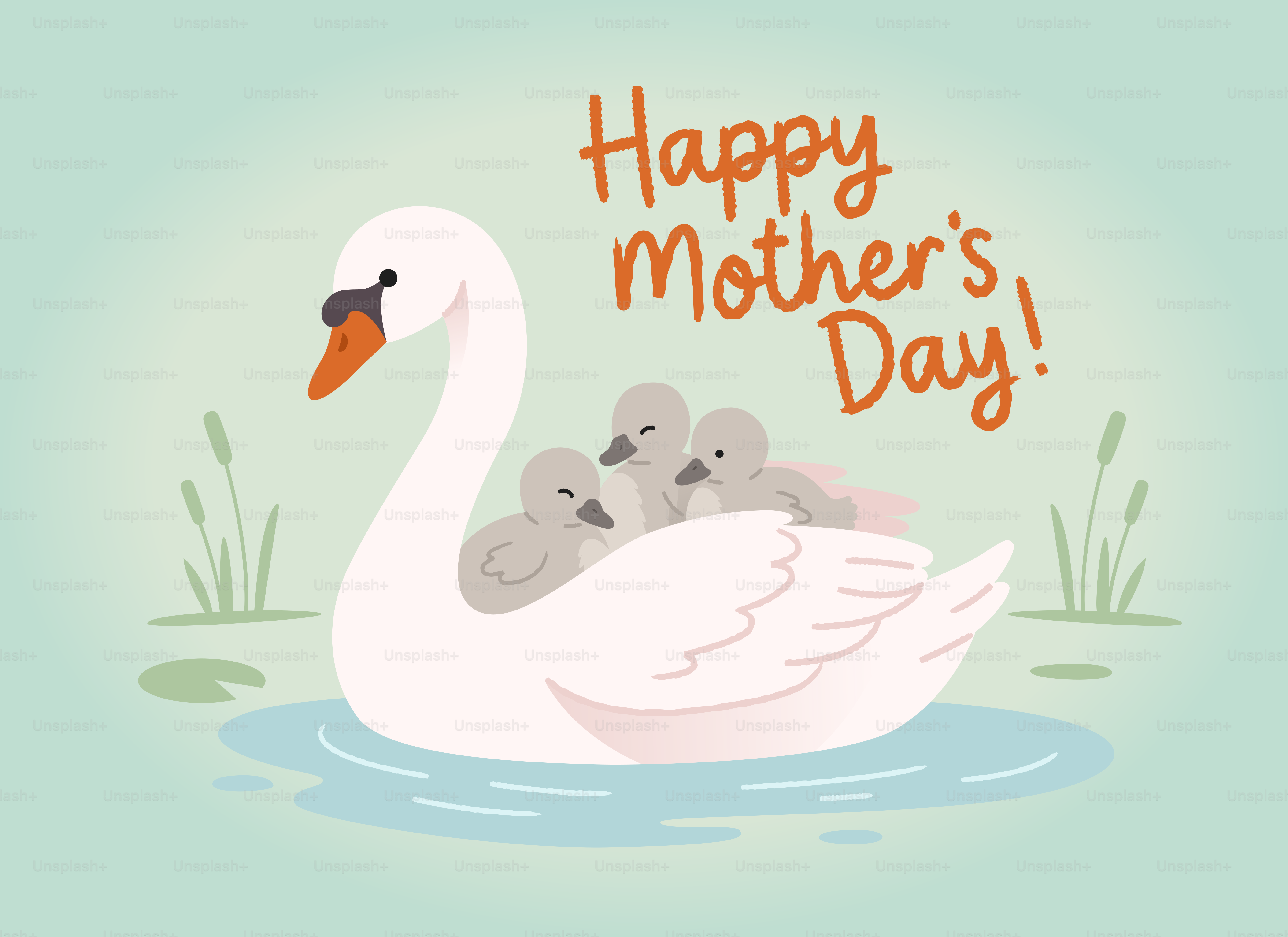 Un cygne porte ses petits sur son dos.