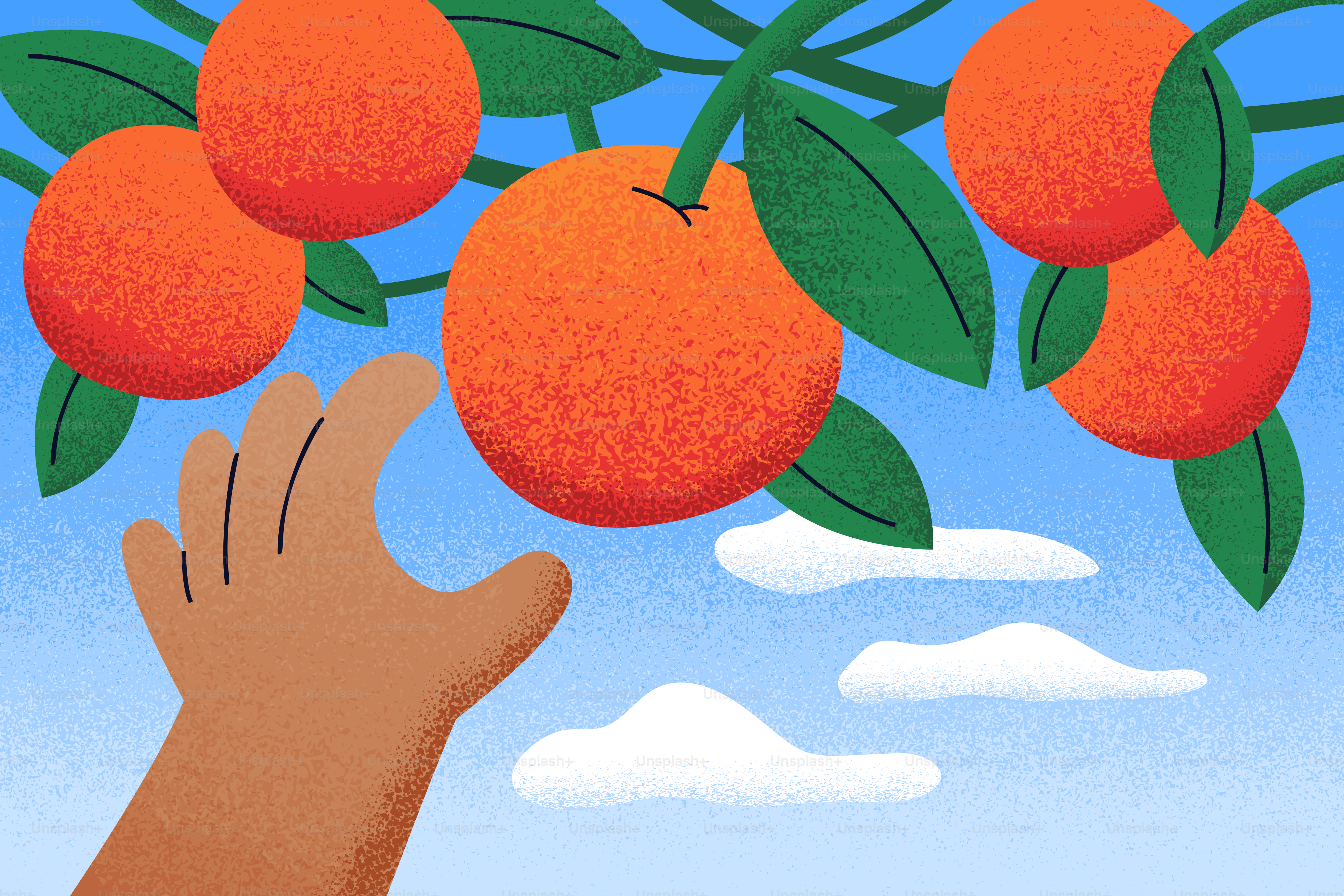 Hand reaching for ripe oranges on a tree branch