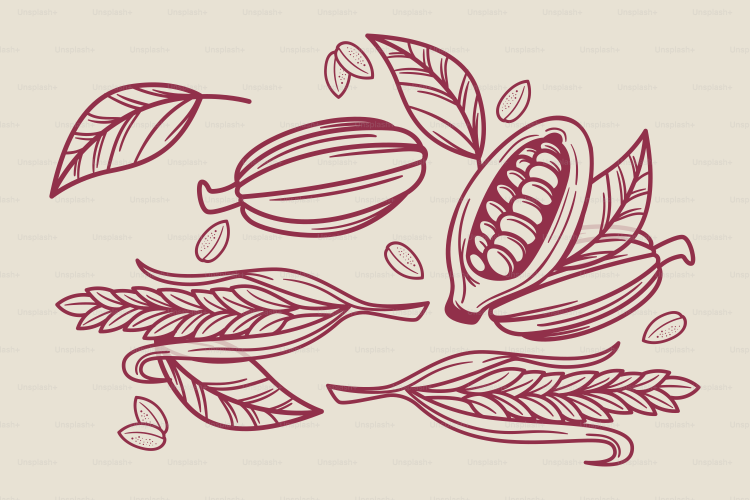 Kakaokapseln und Weizenstängel mit Blättern