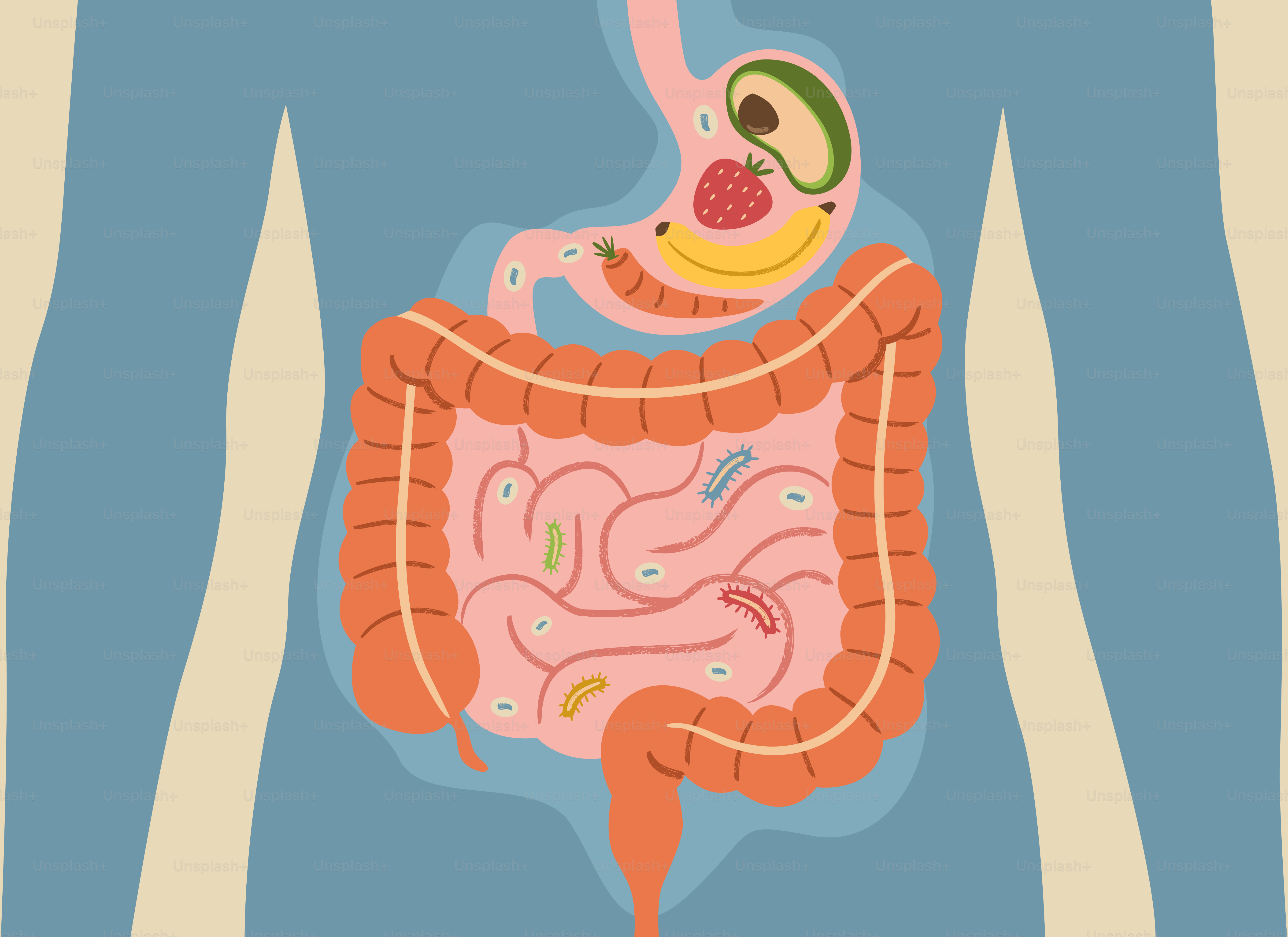 Diagramma del sistema digestivo umano con organi e organi