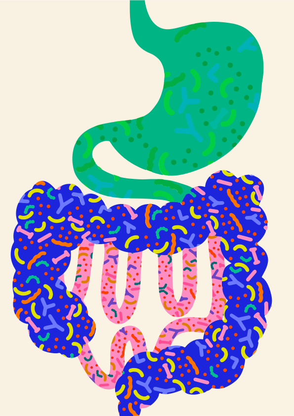 Stomach and intestines filled with colorful bacteria