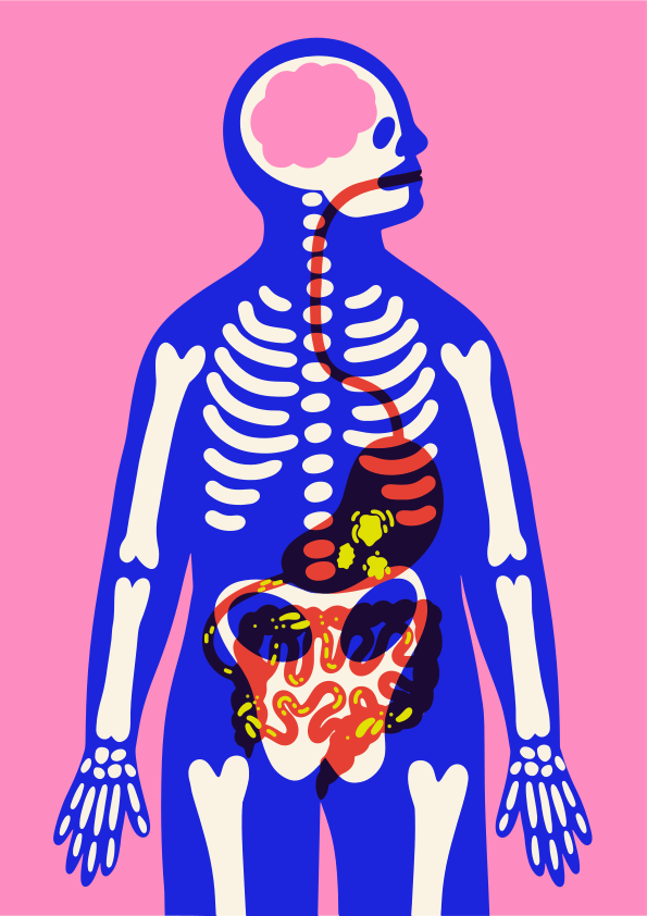 Diagram of human digestive system and skeleton