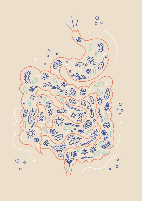 Digestive system filled with diverse microorganisms and flora.