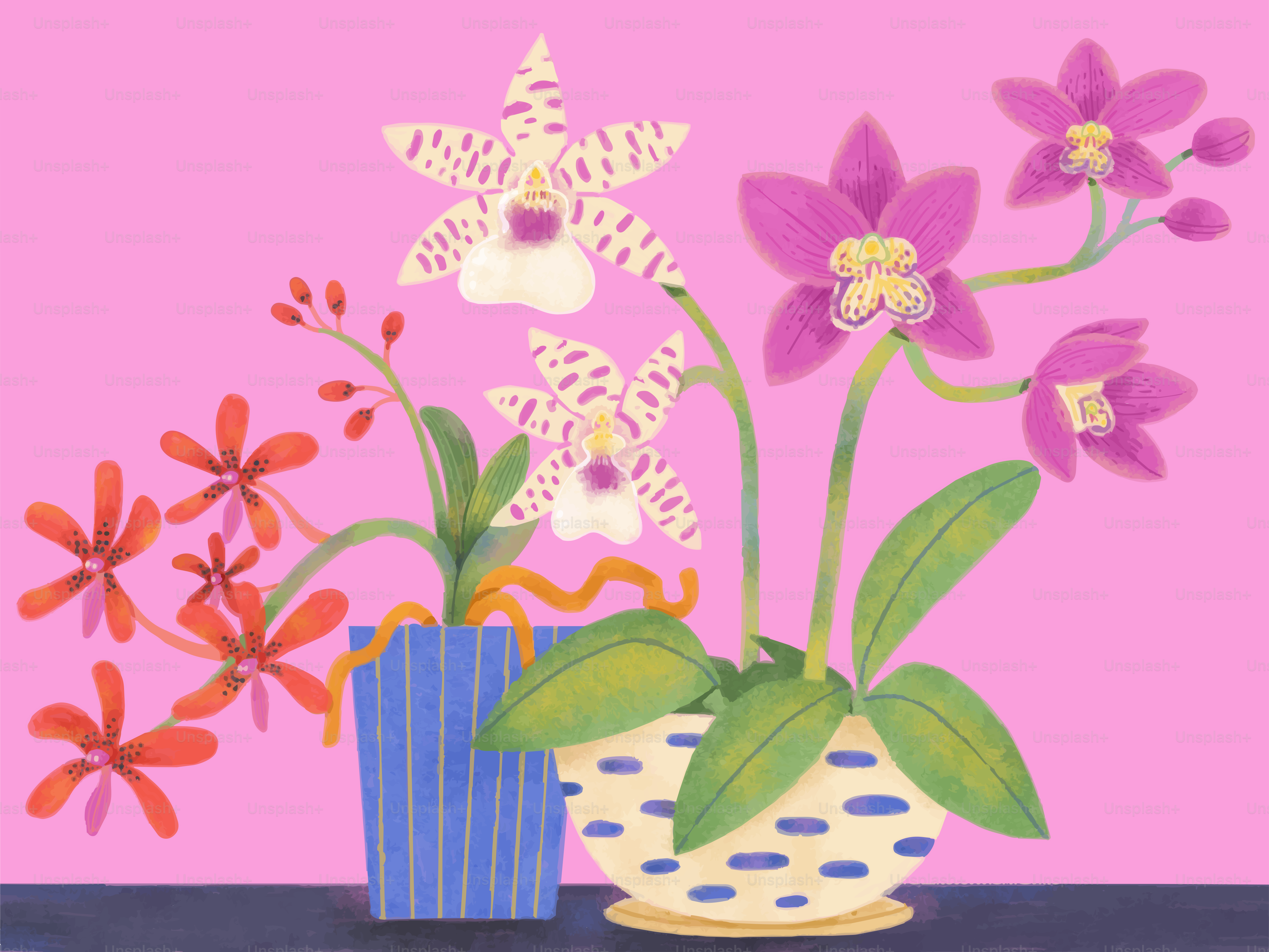 Gefleckte und violette Orchideen in gemusterten Töpfen vor einem einfarbigen rosa Hintergrund