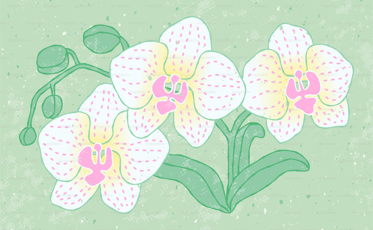 Drei weiße Orchideen mit rosa Flecken und Mittelpunkten auf einem hellgrünen Hintergrund