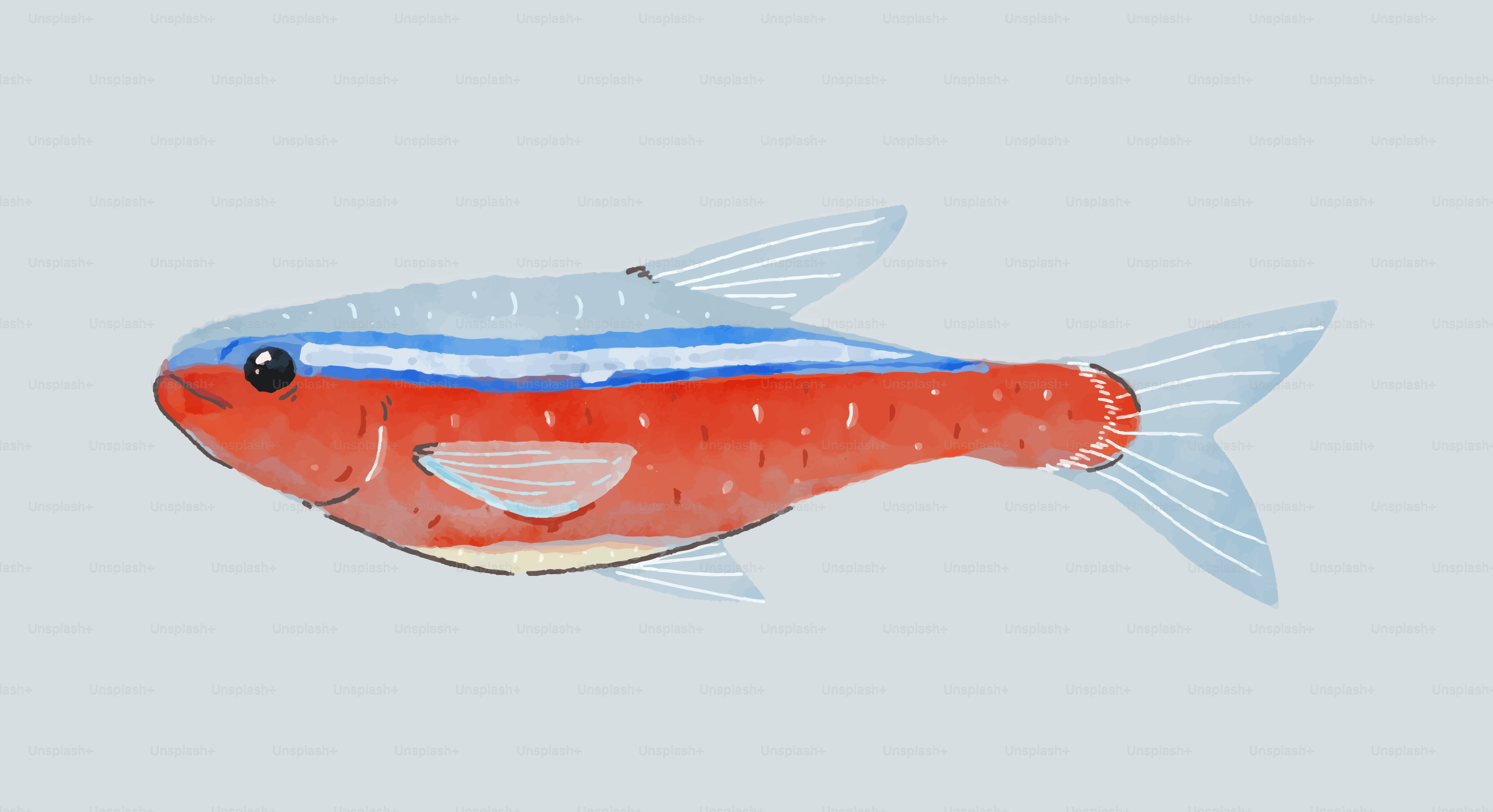 Ikan tetra neon dengan garis biru cerah dan tubuh merah